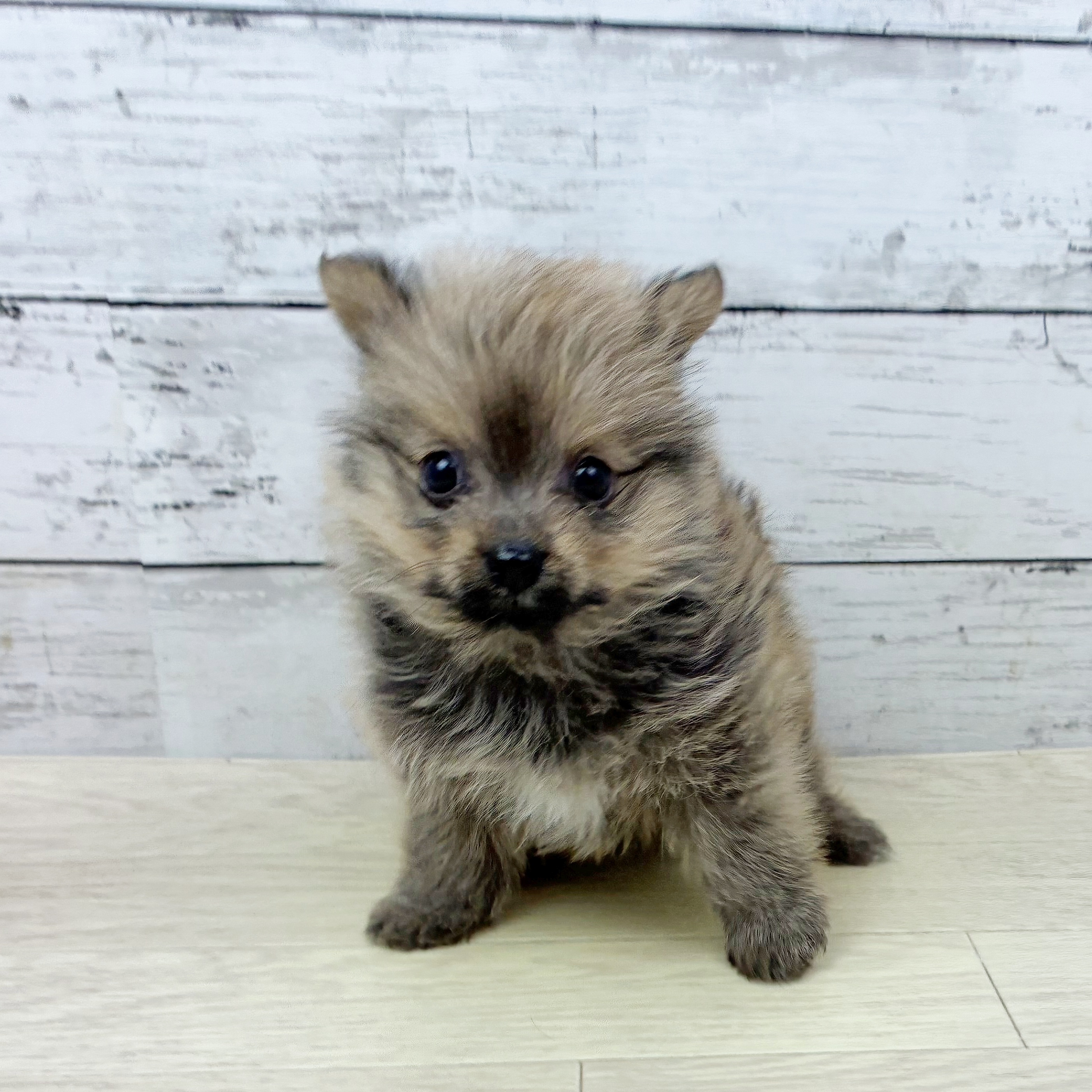 ハーフ犬男の子の写真