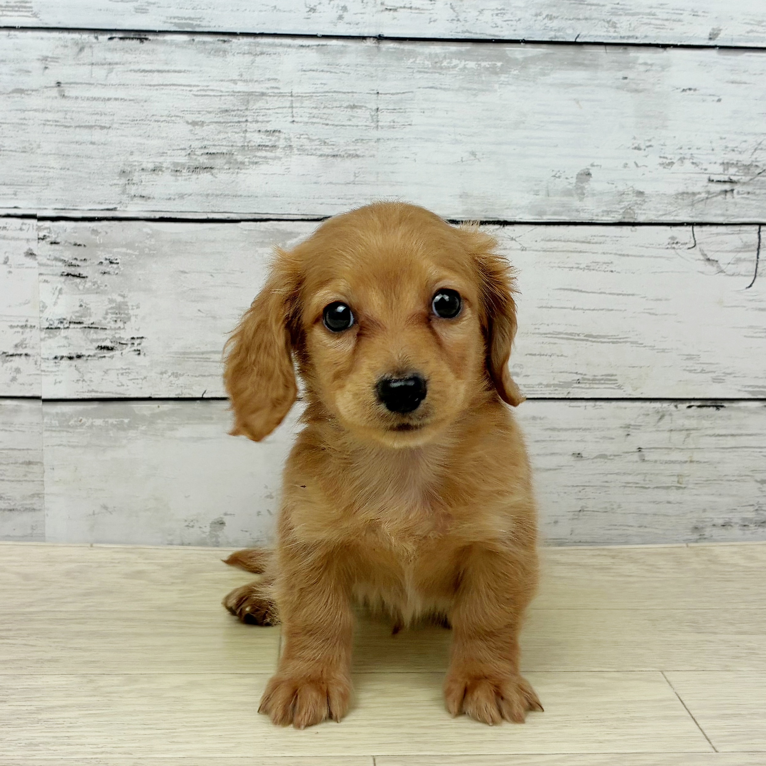 滋賀県のミニチュアダックスフンド(ロング) (犬の家＆猫の里近江八幡店/2025年9月25日生まれ/男の子/ゴールド)の子犬