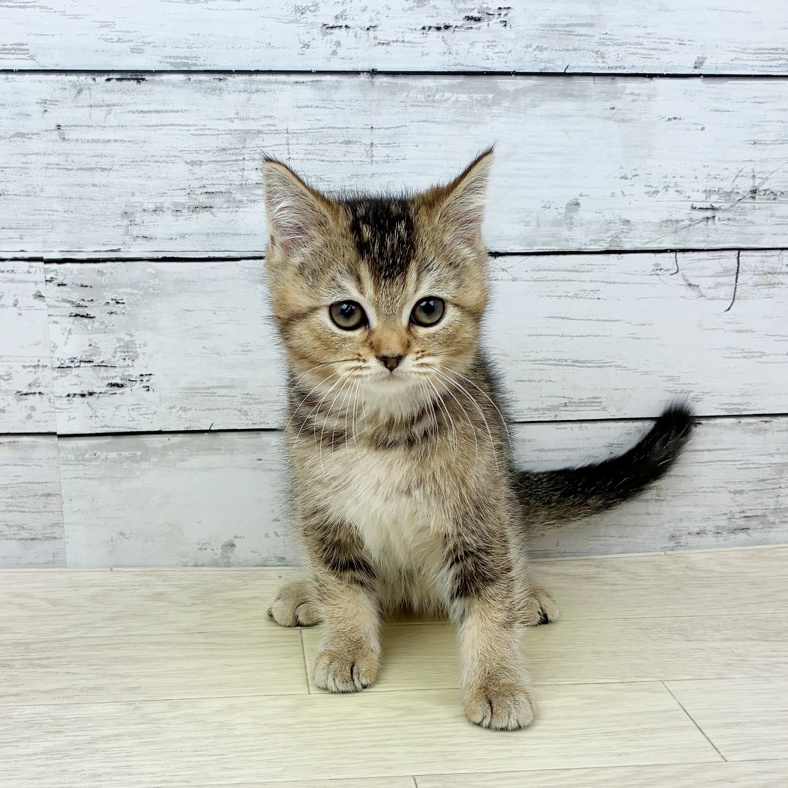 兵庫県のブリティッシュショートヘアー (犬の家＆猫の里ニッケパークタウン加古川店/2025年9月20日生まれ/女の子/ブラウンティックドタビー)の子猫の2枚目の画像