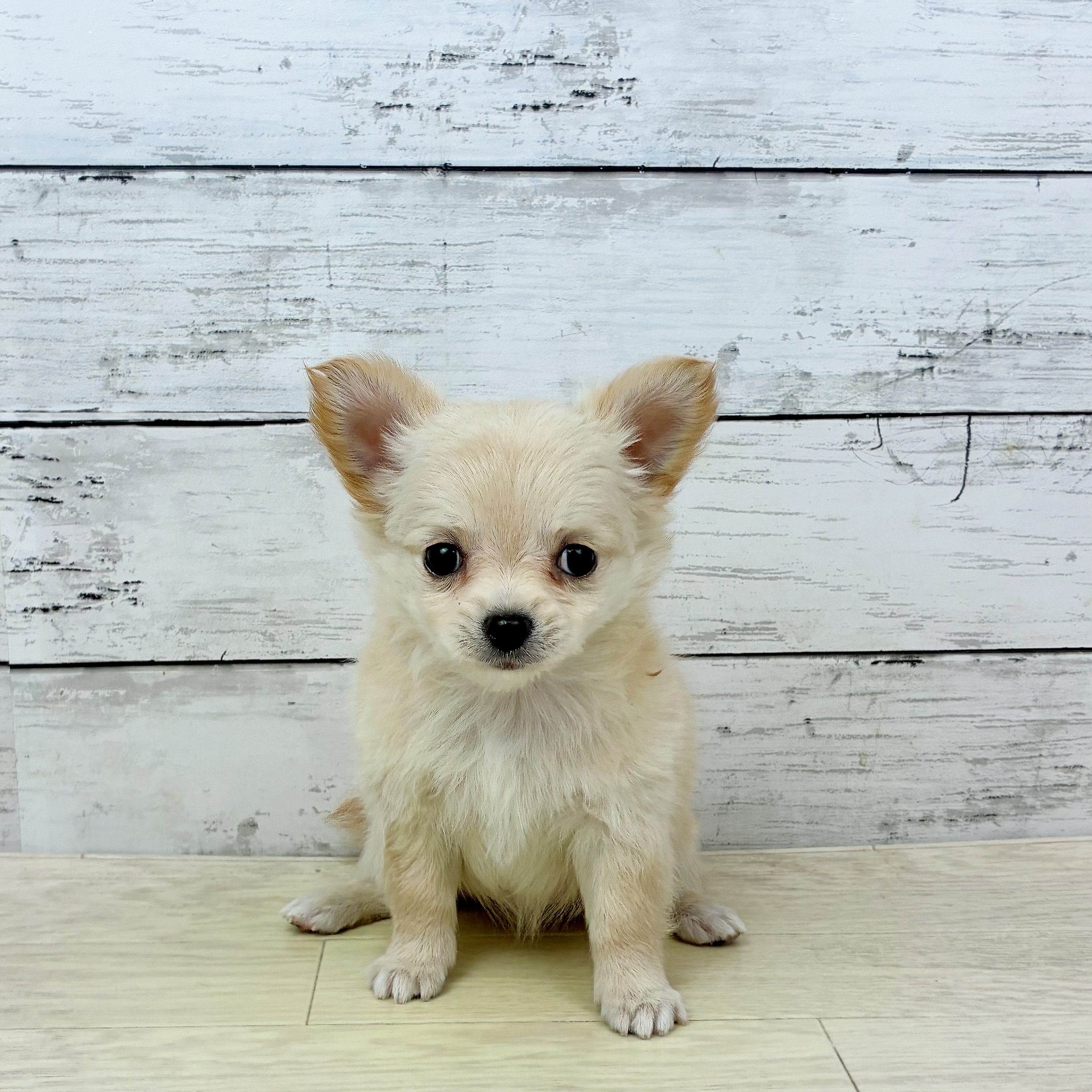 滋賀県のチワワ(ロング) (犬の家＆猫の里長浜店/2025年9月23日生まれ/女の子/クリーム)の子犬