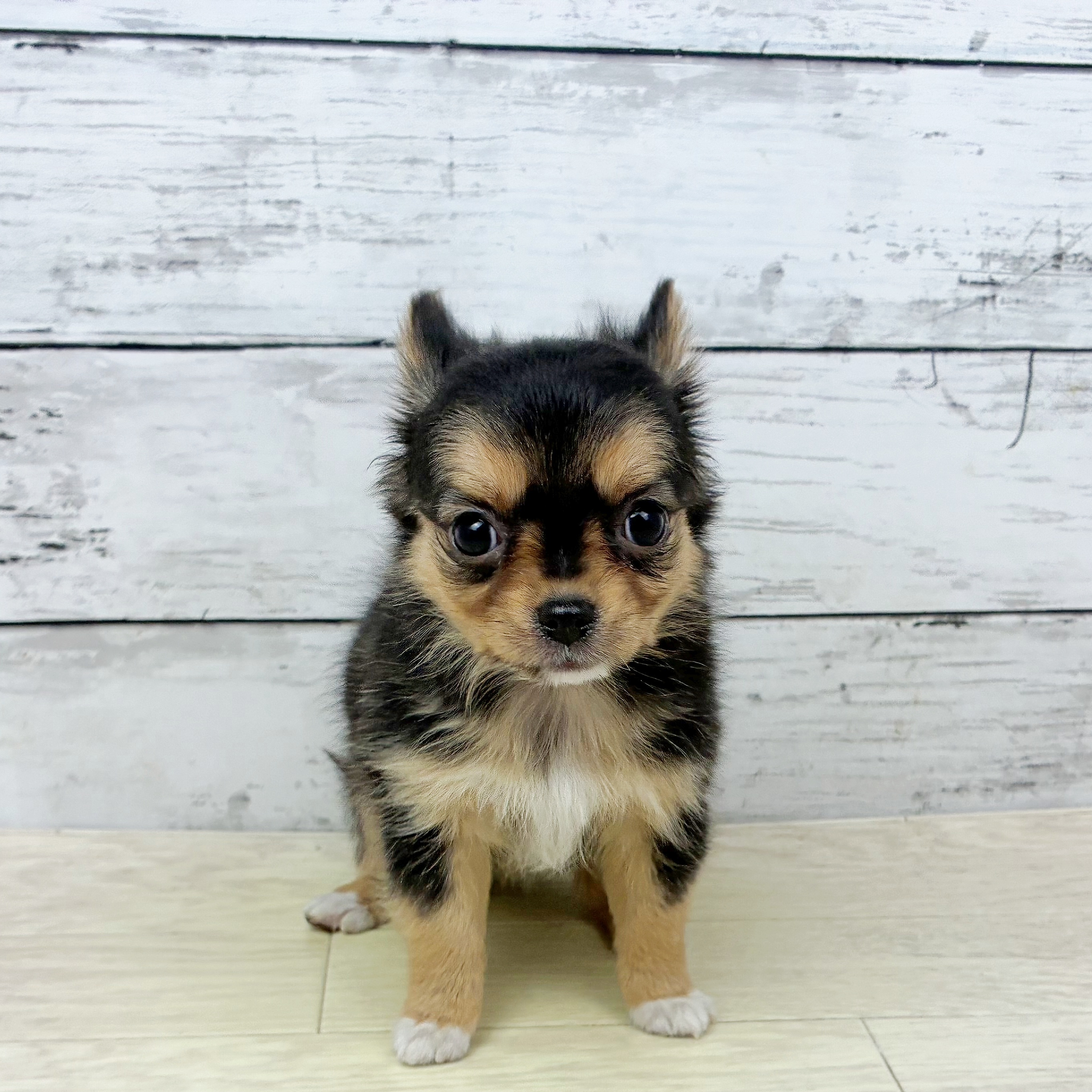 兵庫県のチワワ(ロング) (犬の家＆猫の里神戸店/2025年9月23日生まれ/女の子/ブラックタンホワイト)の子犬