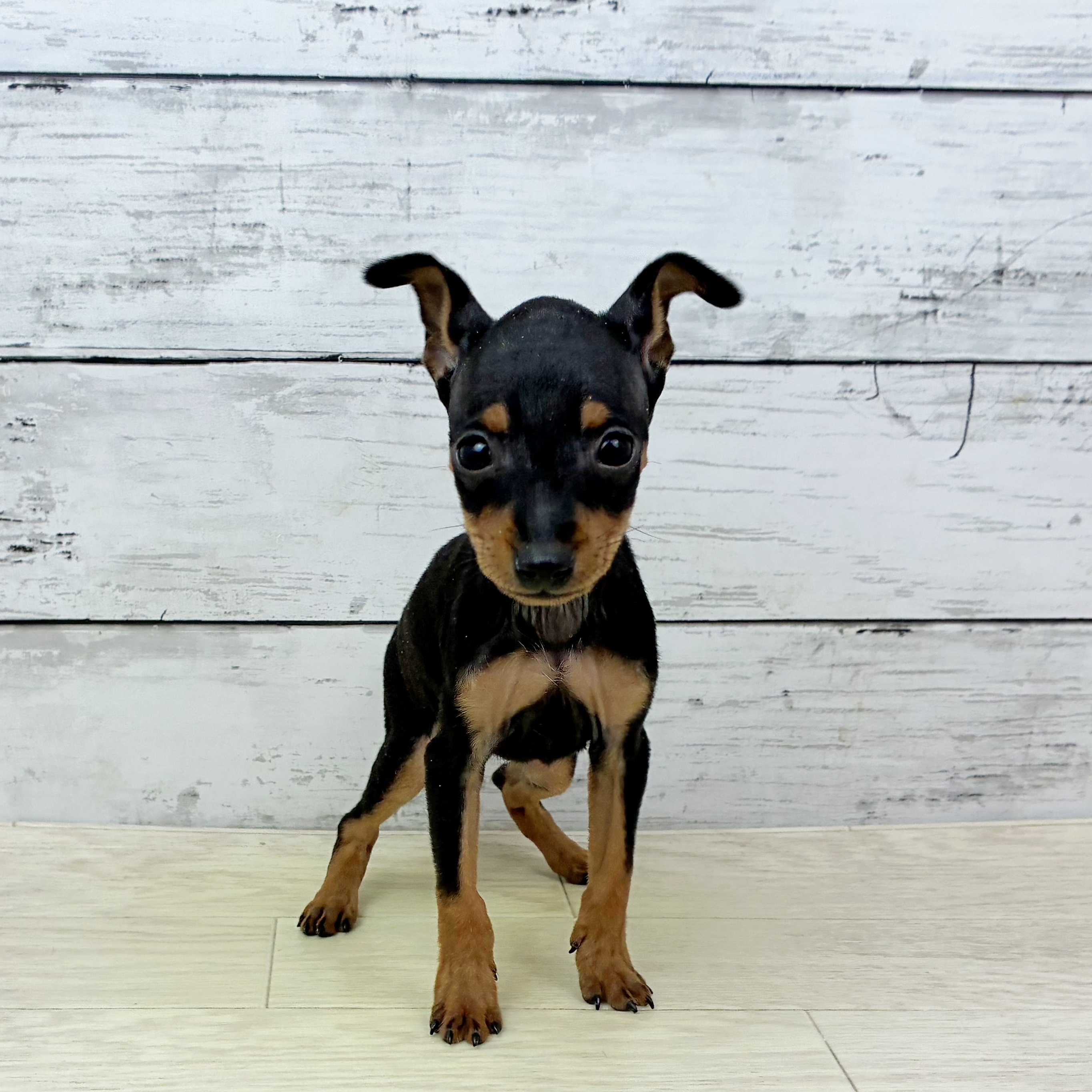 福井県のミニチュアピンシャー (犬の家＆猫の里アミーゴ福井店/2025年9月24日生まれ/女の子/ブラックタン)の子犬の2枚目の画像