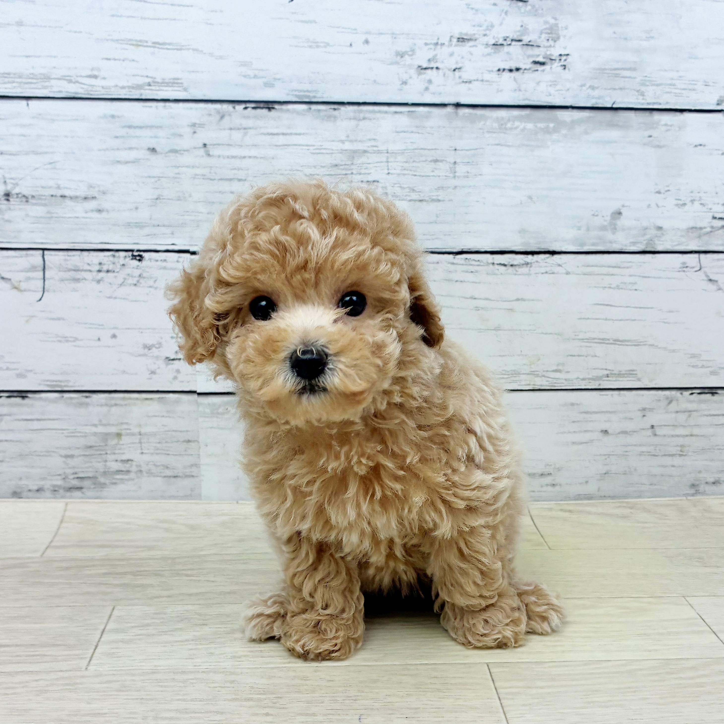 京都府のトイプードル(トイ) (犬の家＆猫の里京都精華店/2025年9月24日生まれ/女の子/ペールフォーン)の子犬の2枚目の画像