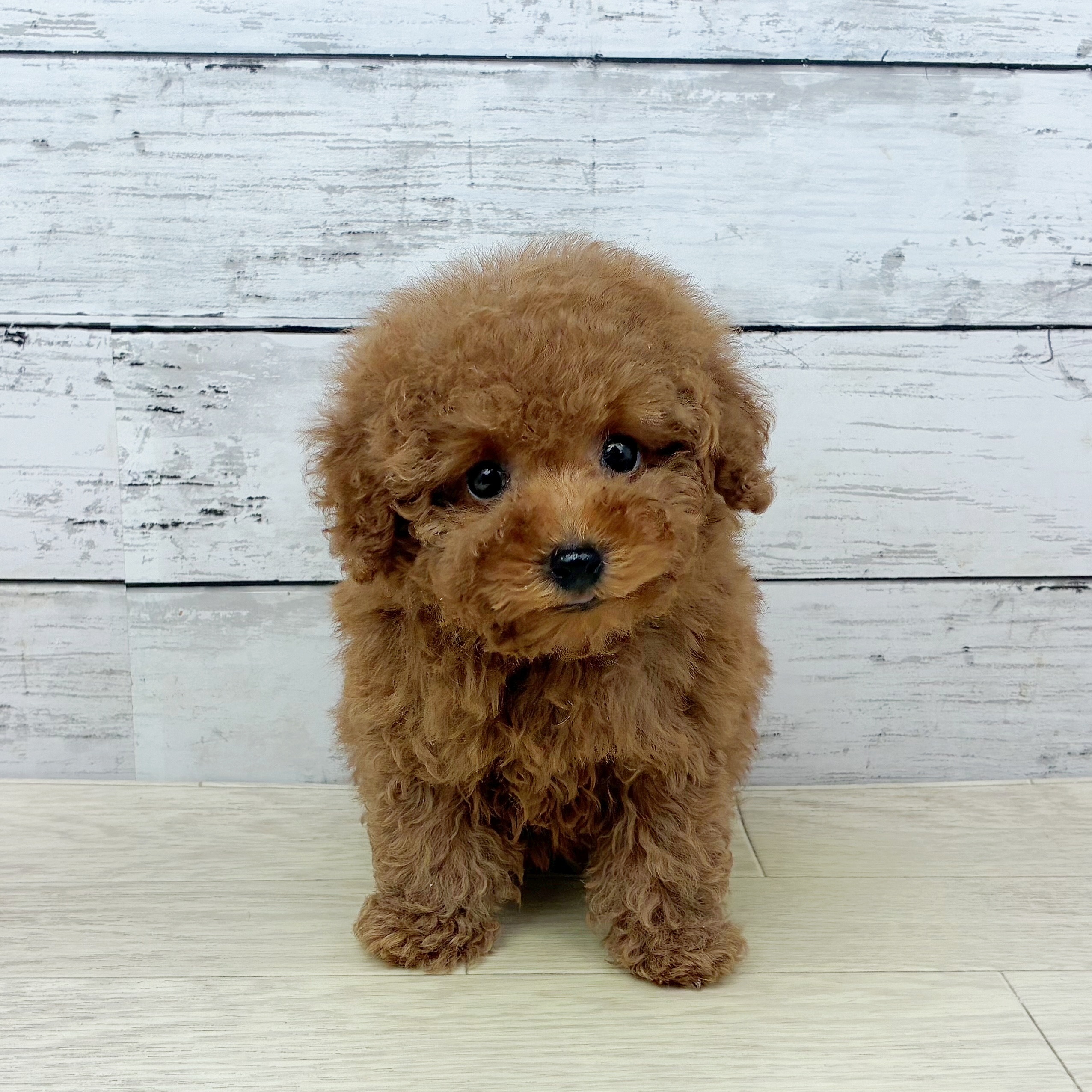 兵庫県のトイプードル(トイ) (犬の家＆猫の里川西店/2025年9月25日生まれ/男の子/レッドフォーン)の子犬の2枚目の画像