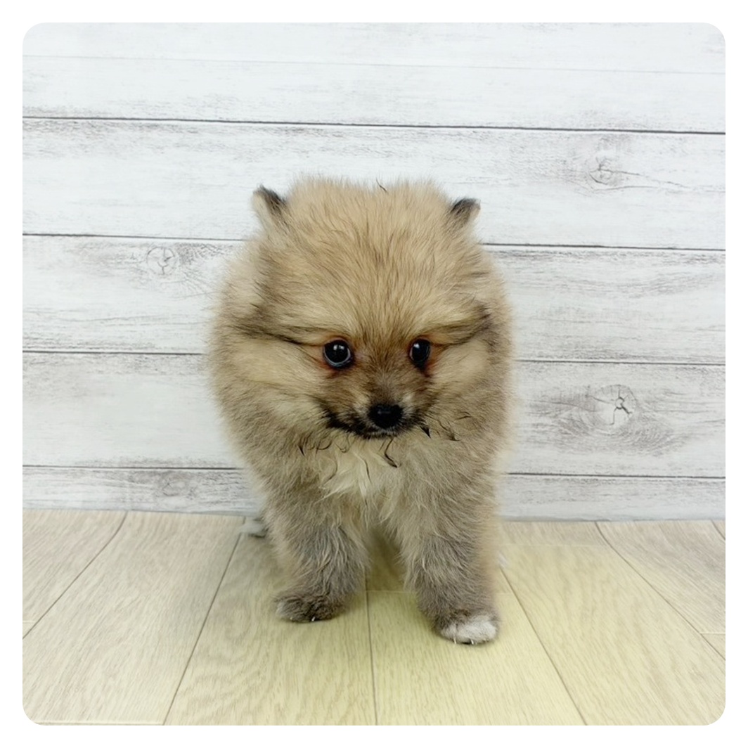 愛知県のポメラニアン (犬の家＆猫の里碧南店/2025年9月26日生まれ/女の子/ウルフセーブル)の子犬