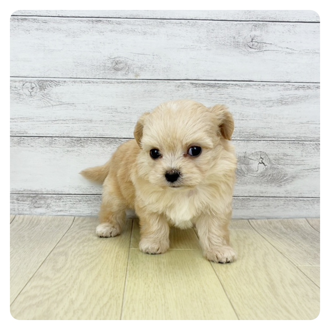 愛知県のチワプー/プーチー(チワワ×プードル) (犬の家＆猫の里春日井本店/2025年9月25日生まれ/女の子/アプリコットホワイト)の子犬の2枚目の画像