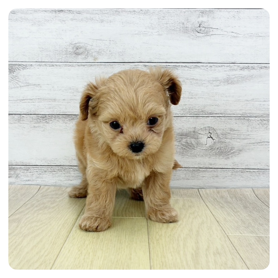 愛知県のチワプー/プーチー(チワワ×プードル) (犬の家＆猫の里春日井本店/2025年9月25日生まれ/男の子/アプリコット)の子犬の2枚目の画像