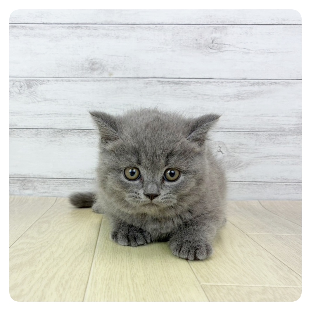 石川県のブリティッシュショートヘアー (犬の家＆猫の里金沢店/2025年9月22日生まれ/男の子/ブルー)の子猫
