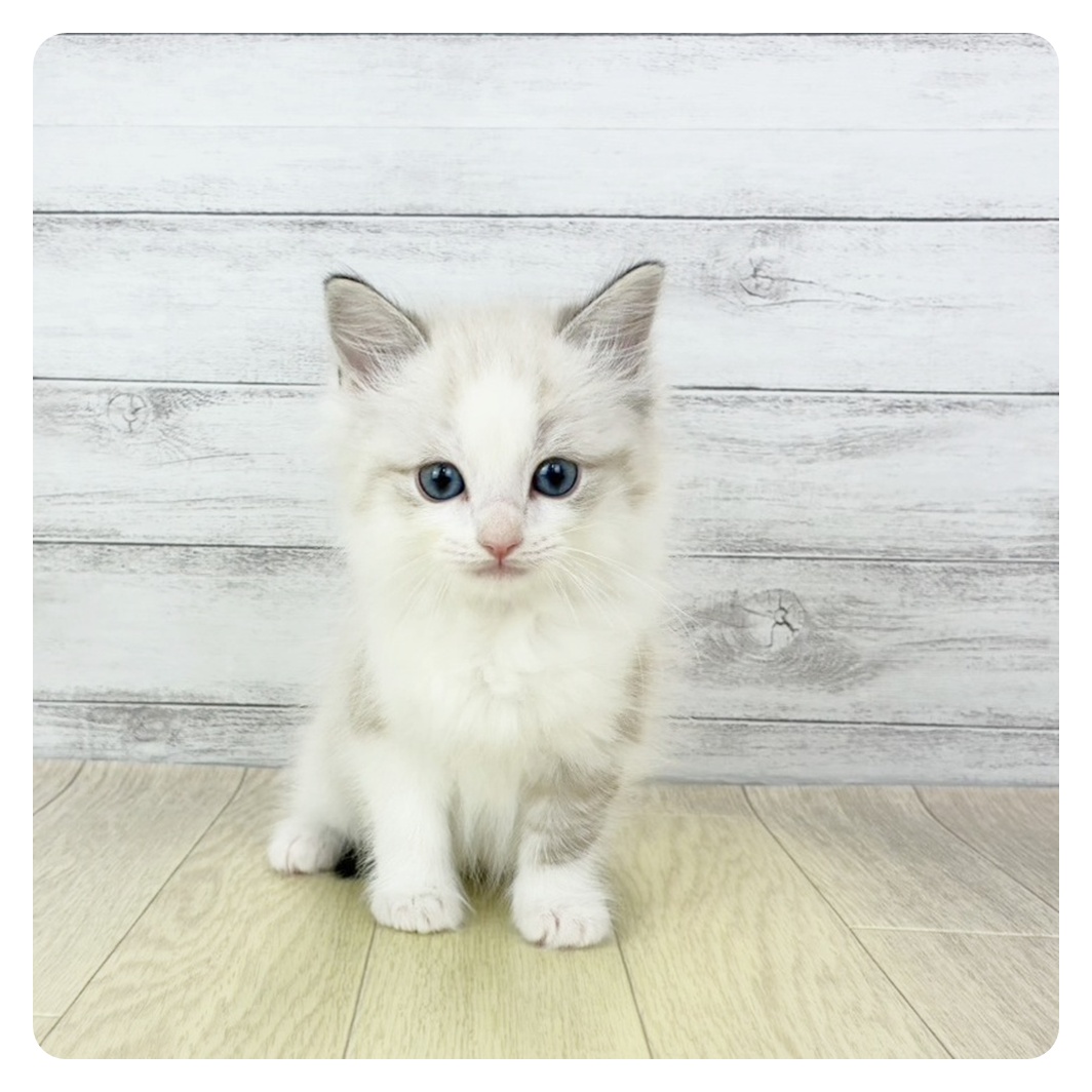 三重県のラグドール (犬の家＆猫の里三重桑名店/2025年9月23日生まれ/男の子/シールポイントバイカラー)の子猫の2枚目の画像