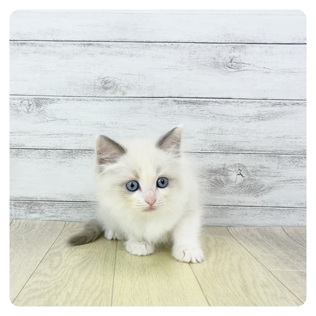 愛知県のラグドール (犬の家＆猫の里碧南店/2025年9月23日生まれ/女の子/ブルーポイントバイカラー)の子猫