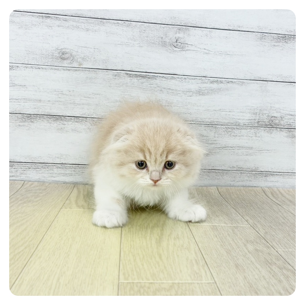 福井県のスコティッシュフォールド (犬の家＆猫の里福井店/2025年9月24日生まれ/男の子/クリームタビーホワイト)の子猫