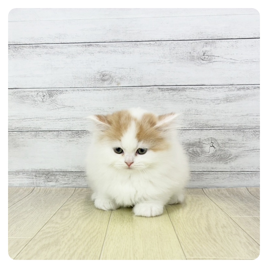 静岡県のミヌエット (犬の家＆猫の里マークイズ静岡店/2025年9月24日生まれ/男の子/レッドタビーホワイト)の子猫