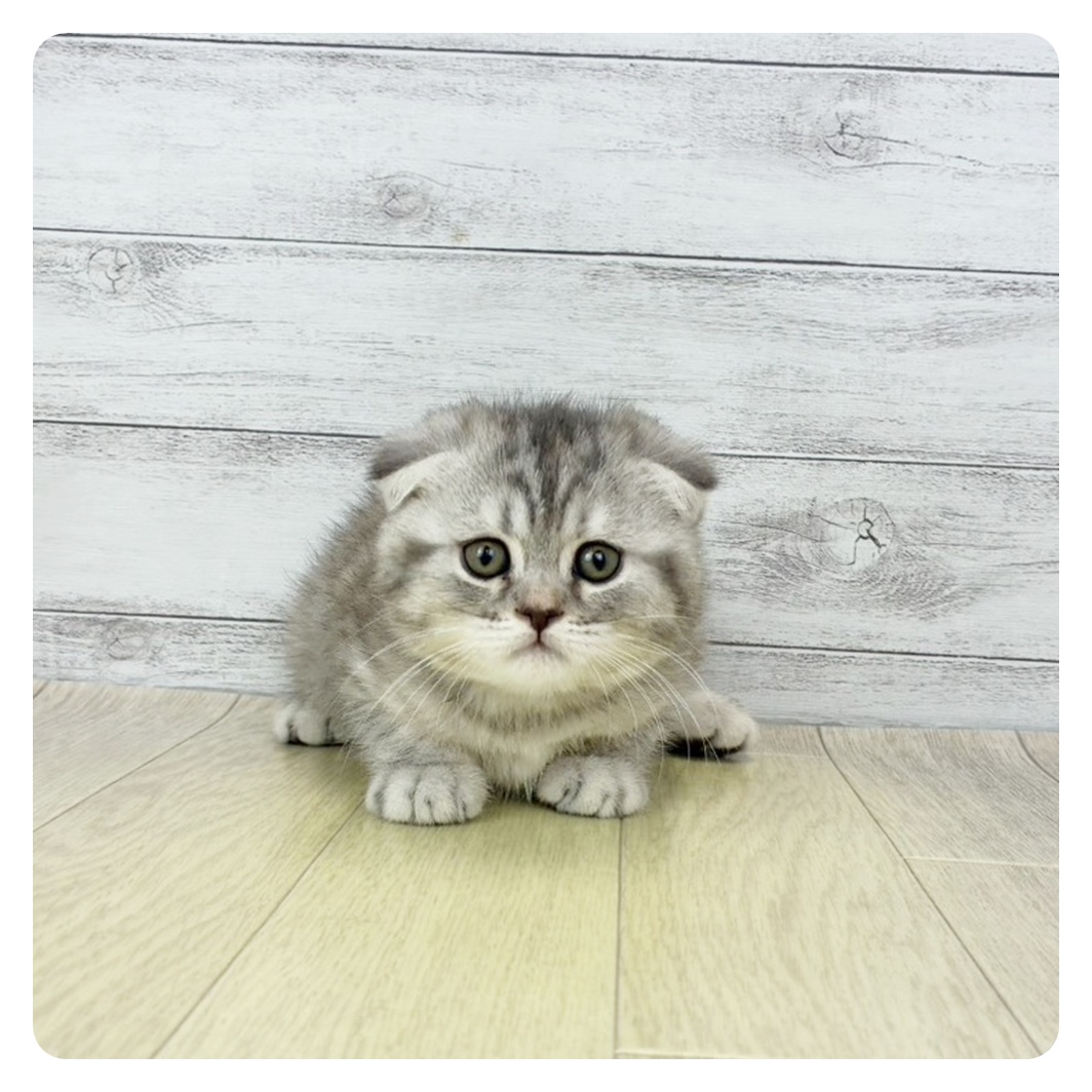 愛知県のスコティッシュフォールド (犬の家＆猫の里岡崎店/2025年9月23日生まれ/女の子/ブルーパッチドタビー)の子猫の4枚目の画像