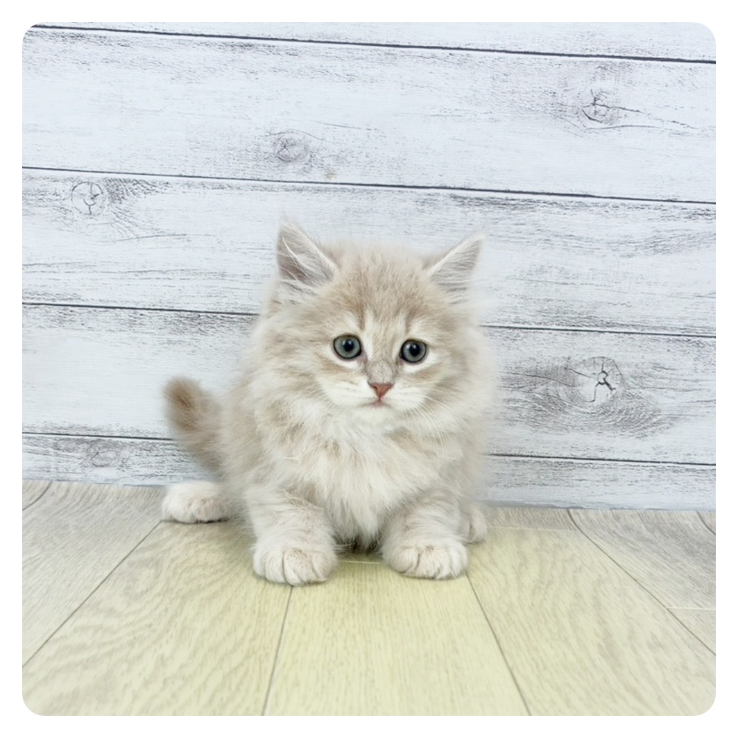 大阪府のサイベリアン (犬の家＆猫の里そよら東岸和田店/2025年9月23日生まれ/男の子/クリームタビー)の子猫