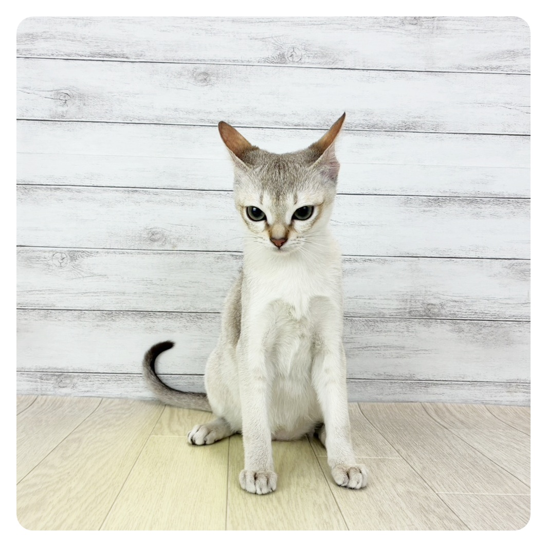 愛知県のシンガプーラ (犬の家＆猫の里碧南店/2025年8月29日生まれ/女の子/セピアアグーティ)の子猫