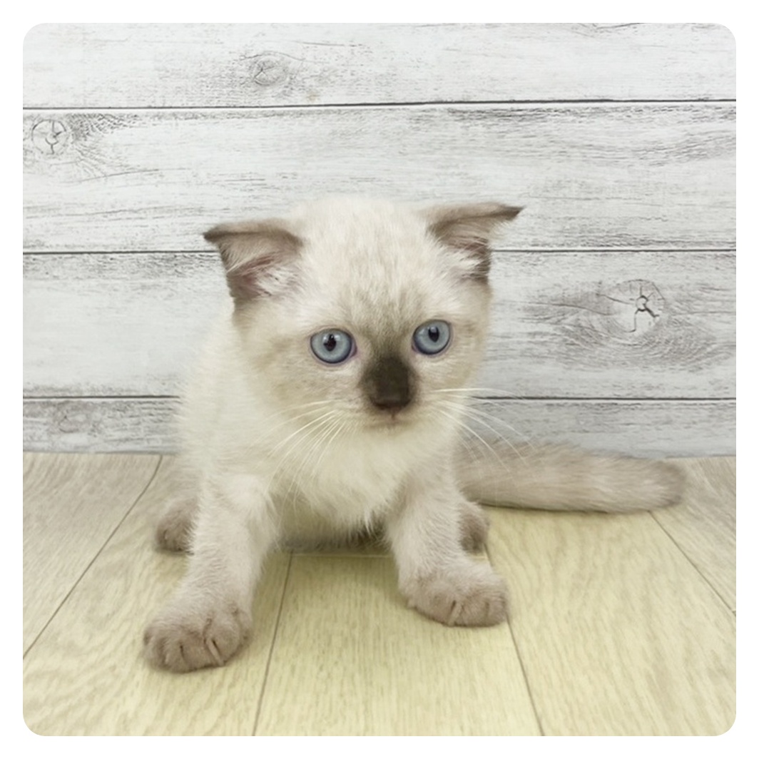 岐阜県のスコティッシュフォールド (犬の家＆猫の里カラフルタウン岐阜店/2025年9月26日生まれ/女の子/シールポイント)の子猫の3枚目の画像