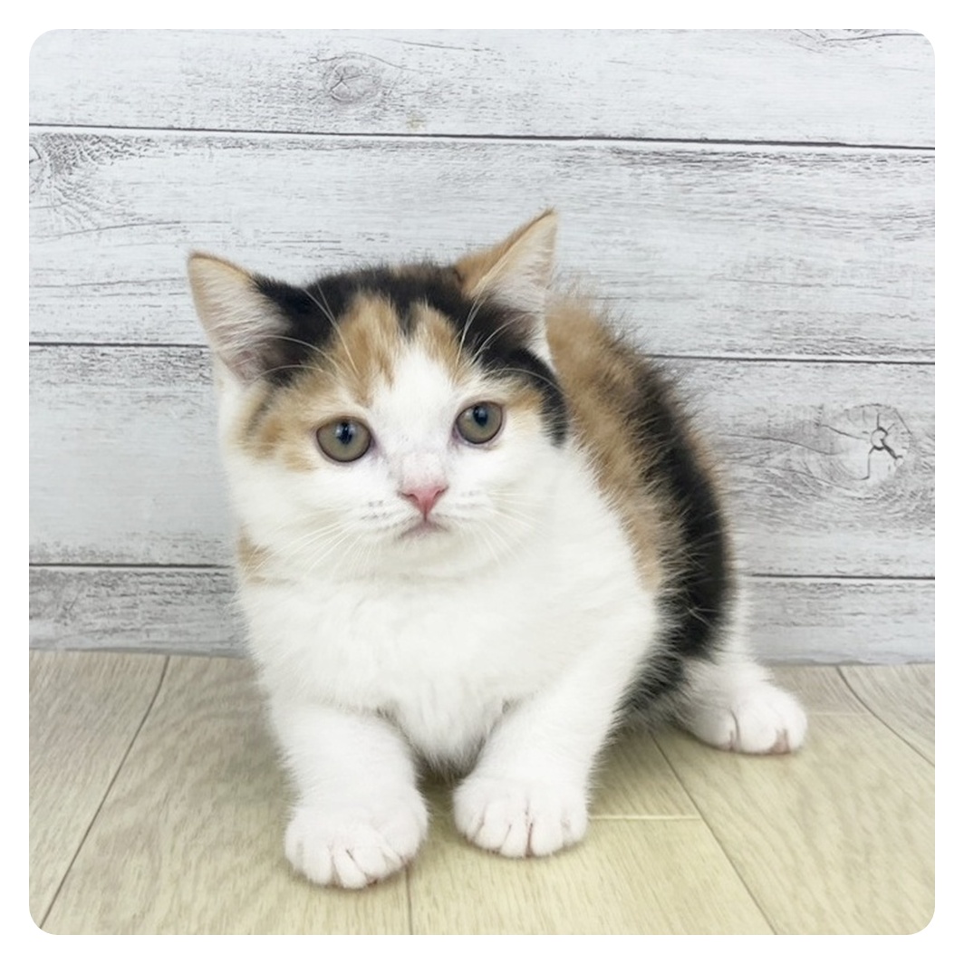 東京都のブリティッシュショートヘアー (犬の家＆猫の里新宿店/2025年9月27日生まれ/女の子/キャリコ)の子猫
