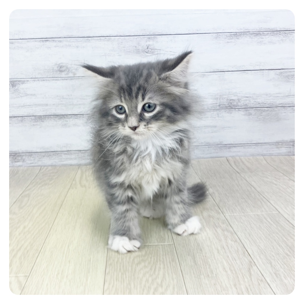 静岡県のノルウェージャンフォレストキャット (犬の家＆猫の里プレ葉ウォーク浜北店/2025年9月25日生まれ/男の子/ブルータビーホワイト)の子猫