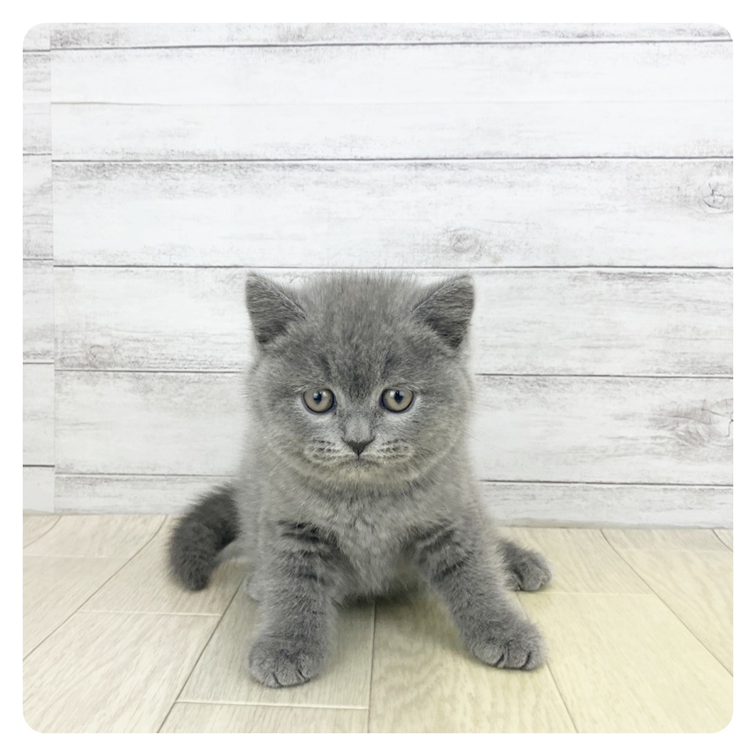 千葉県のブリティッシュショートヘアー (犬の家＆猫の里BIGHOPガーデンモール印西店/2025年9月25日生まれ/女の子/ブルー)の子猫
