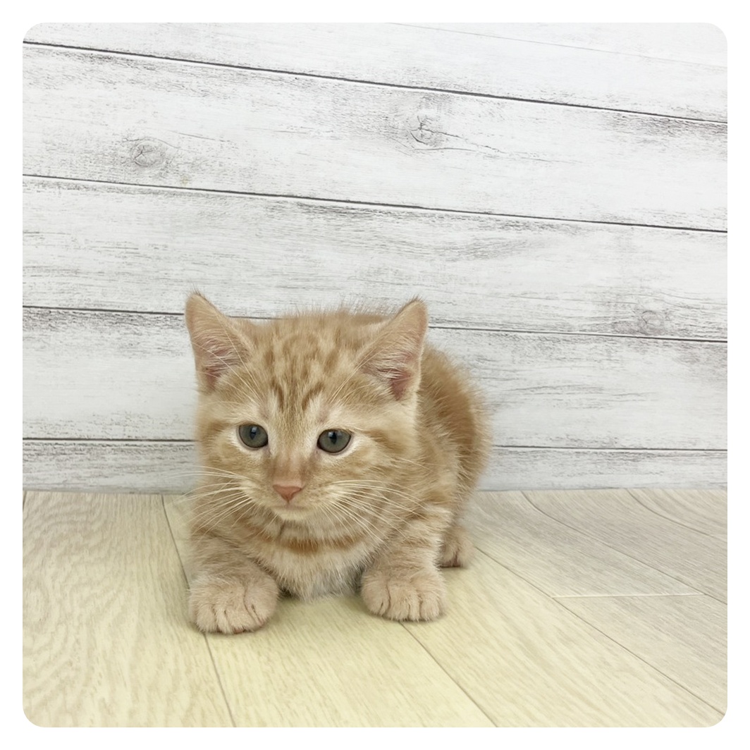 愛知県のアメリカンショートヘアー (犬の家＆猫の里春日井本店/2025年9月24日生まれ/男の子/レッドタビー)の子猫