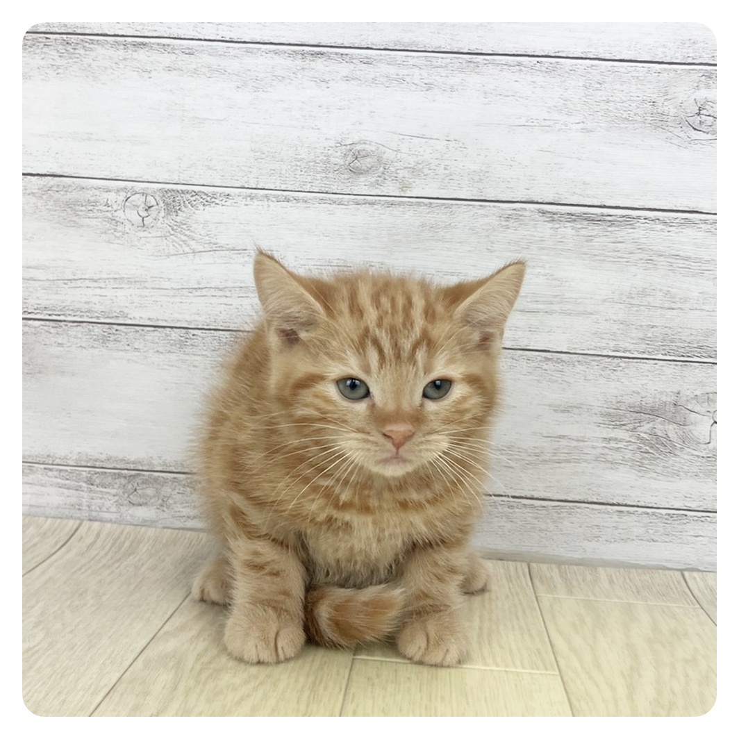 愛知県のアメリカンショートヘアー (犬の家＆猫の里春日井本店/2025年9月24日生まれ/男の子/レッドタビー)の子猫