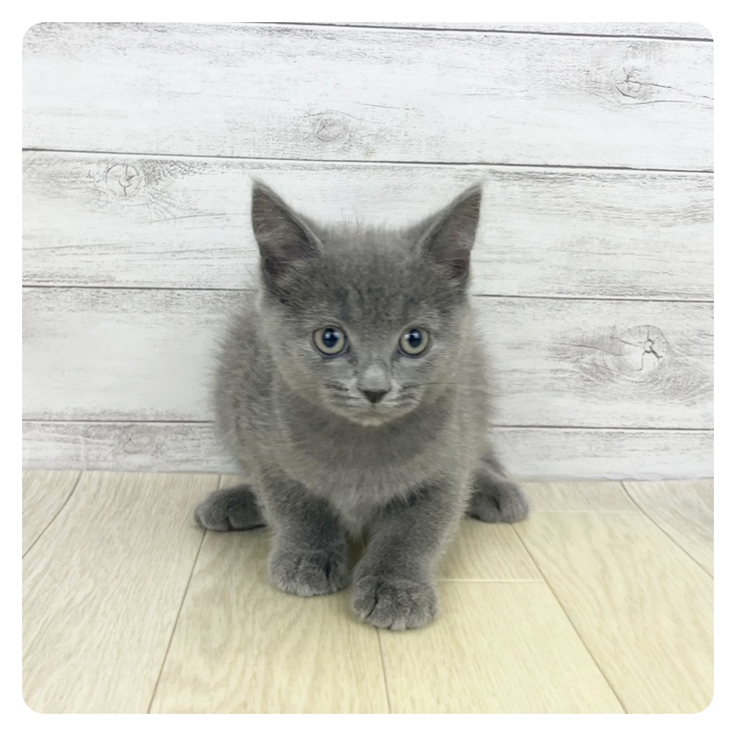 静岡県のスコティッシュフォールド (犬の家＆猫の里マークイズ静岡店/2025年9月20日生まれ/男の子/ブルー)の子猫