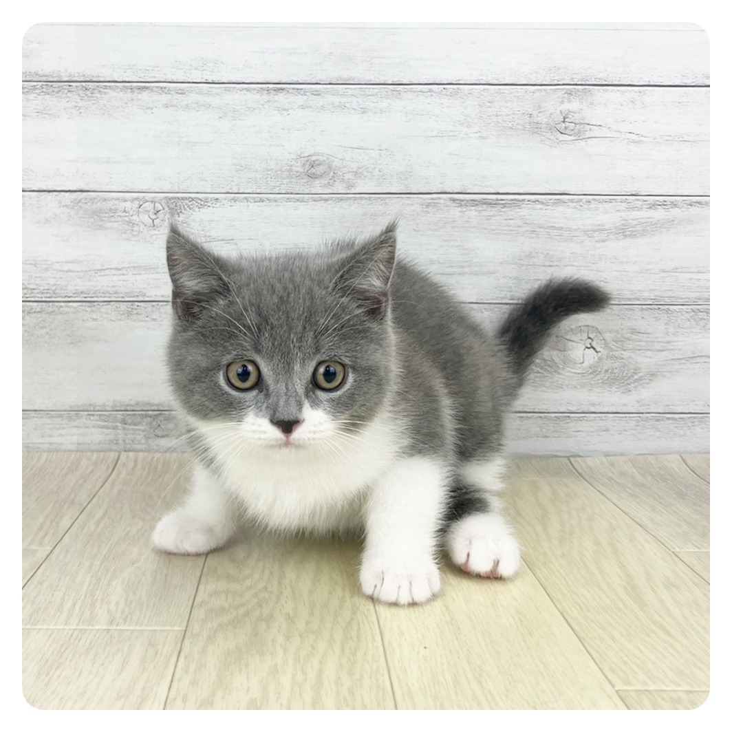 神奈川県のブリティッシュショートヘアー (犬の家＆猫の里モザイクモール港北店/2025年9月24日生まれ/男の子/ブルーホワイト)の子猫