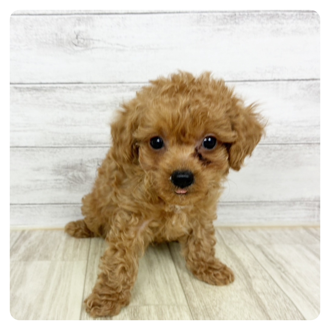 滋賀県のトイプードル(トイ) (犬の家＆猫の里長浜店/2025年9月19日生まれ/男の子/レッド)の子犬