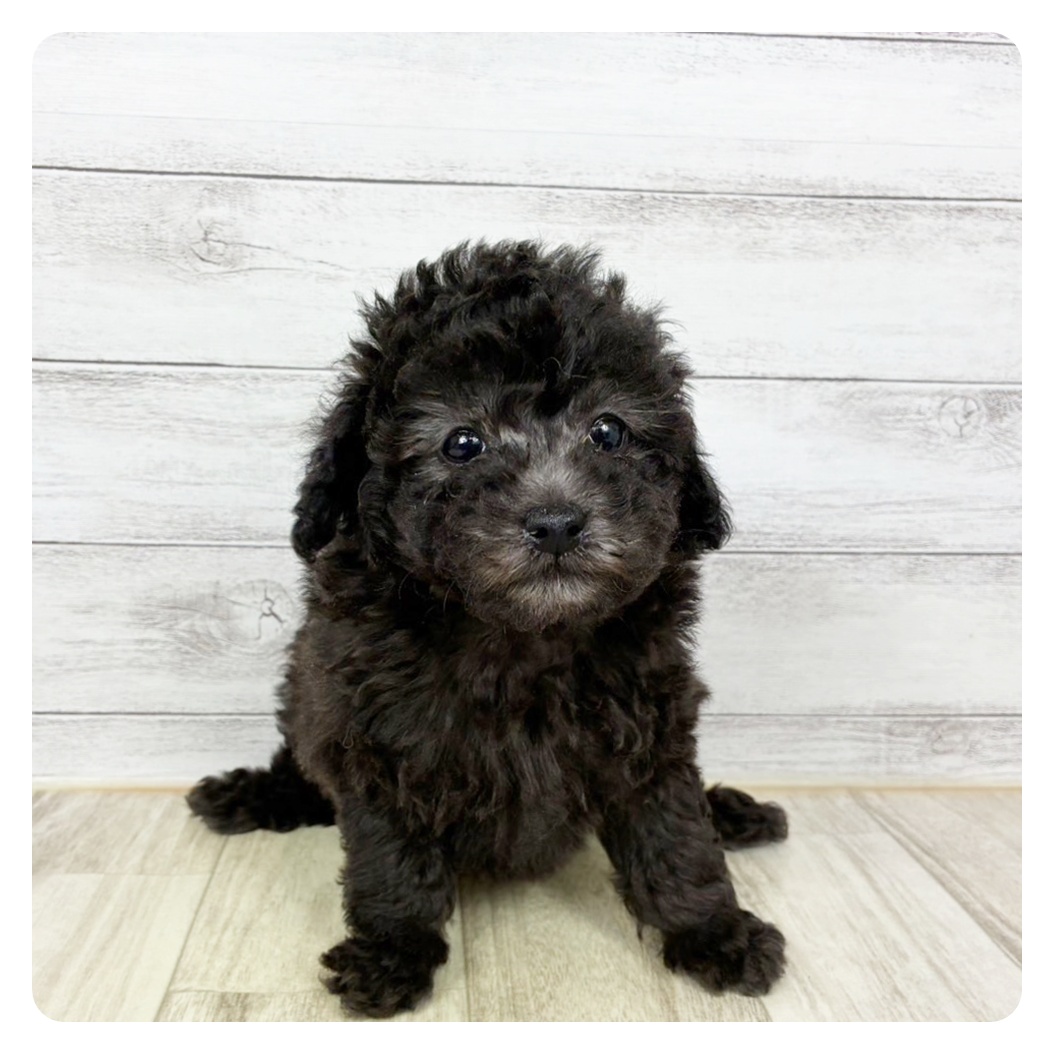 兵庫県のトイプードル(トイ) (犬の家＆猫の里ゆめタウン姫路店/2025年9月23日生まれ/男の子/シルバー)の子犬