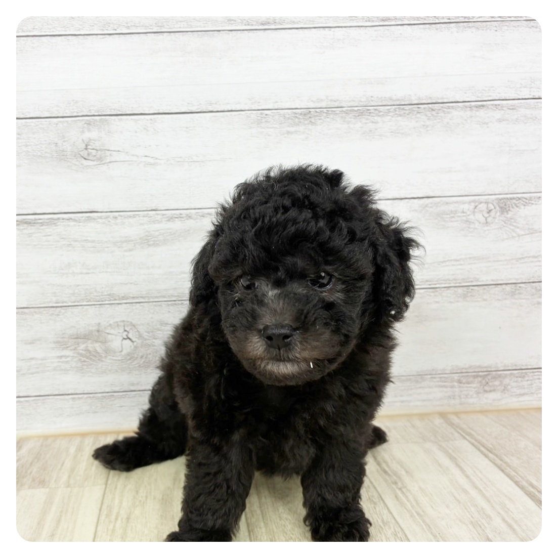 兵庫県のトイプードル(トイ) (犬の家＆猫の里川西店/2025年9月23日生まれ/男の子/シルバー)の子犬