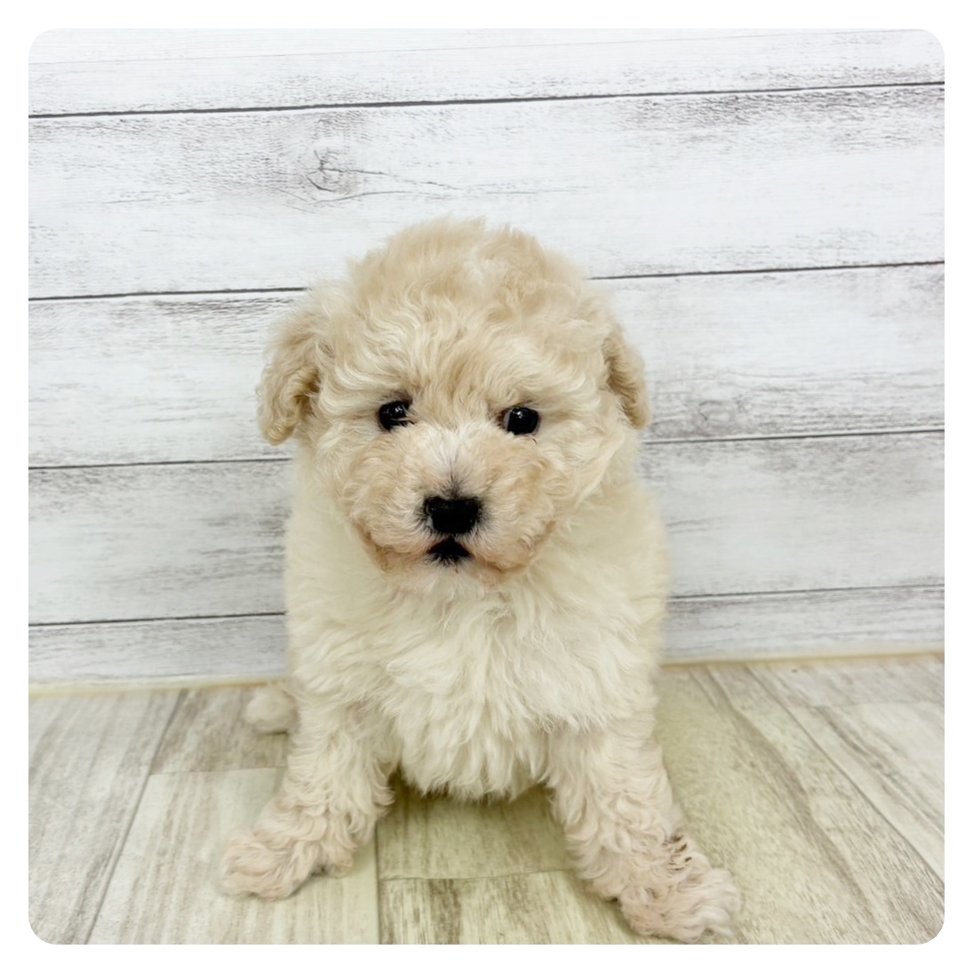 兵庫県のトイプードル(トイ) (犬の家＆猫の里ゆめタウン姫路店/2025年9月25日生まれ/女の子/クリーム)の子犬