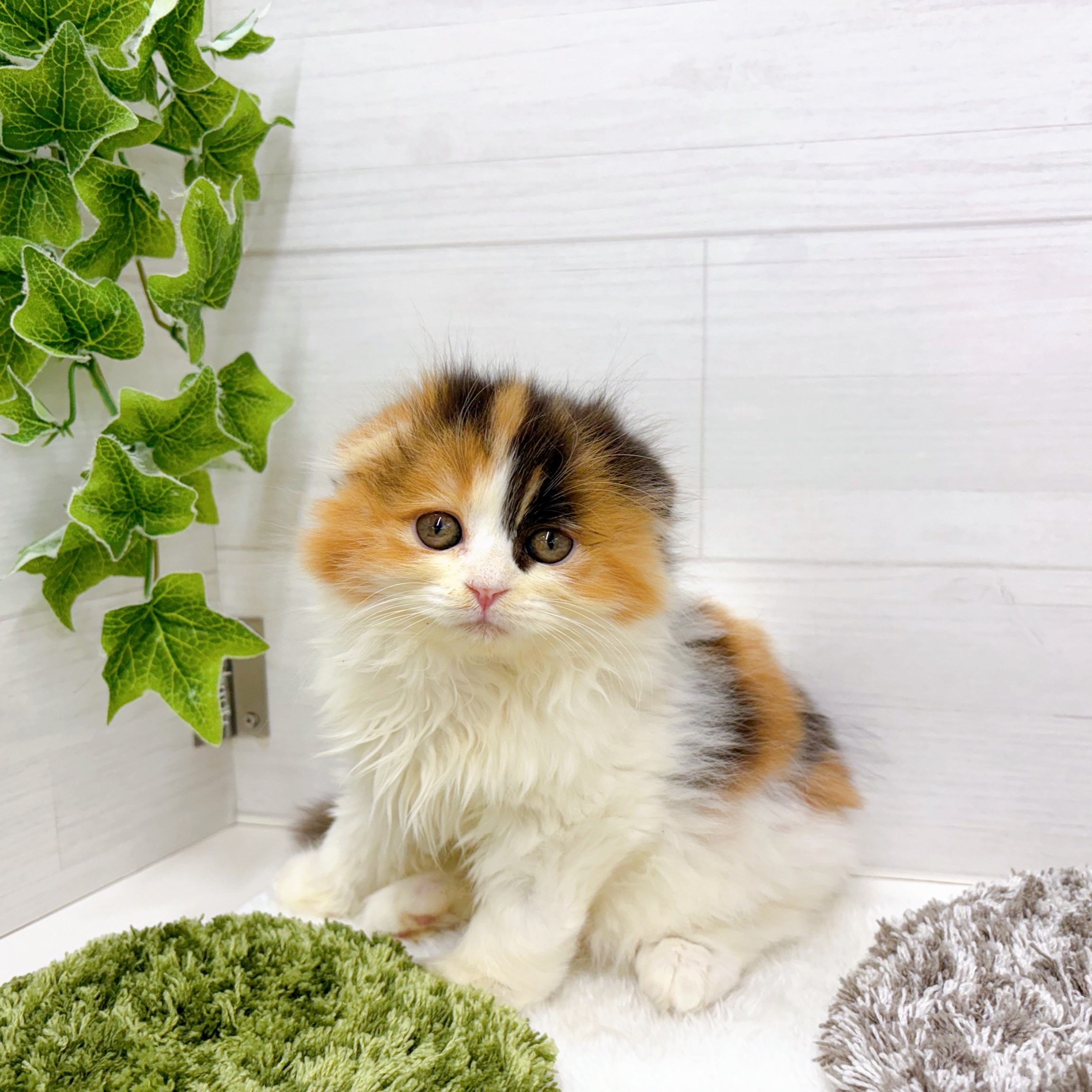 石川県のスコティッシュフォールド (犬の家＆猫の里アミーゴ金沢おこばた店/2025年9月28日生まれ/女の子/キャリコ)の子猫の1枚目の画像