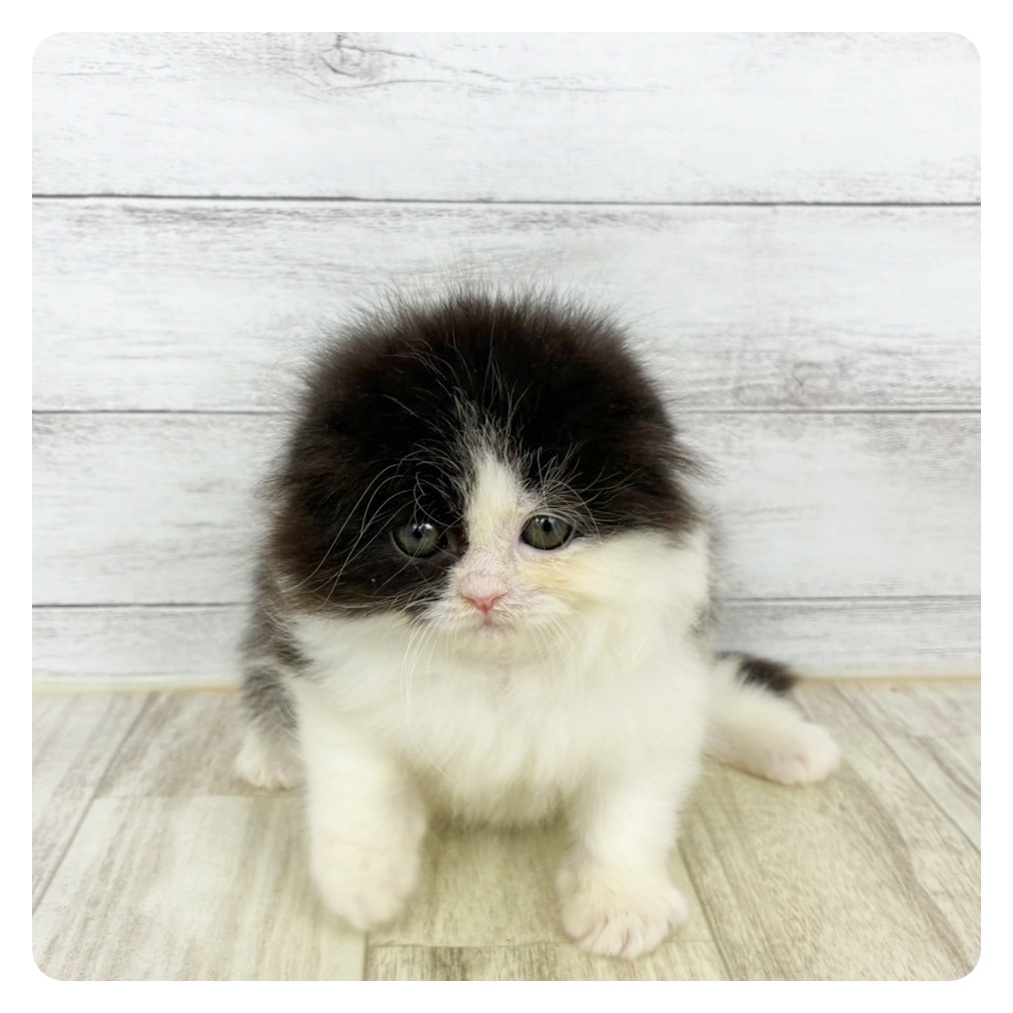 福井県のスコティッシュフォールド (犬の家＆猫の里福井店/2025年9月28日生まれ/女の子/ブラックホワイト)の子猫