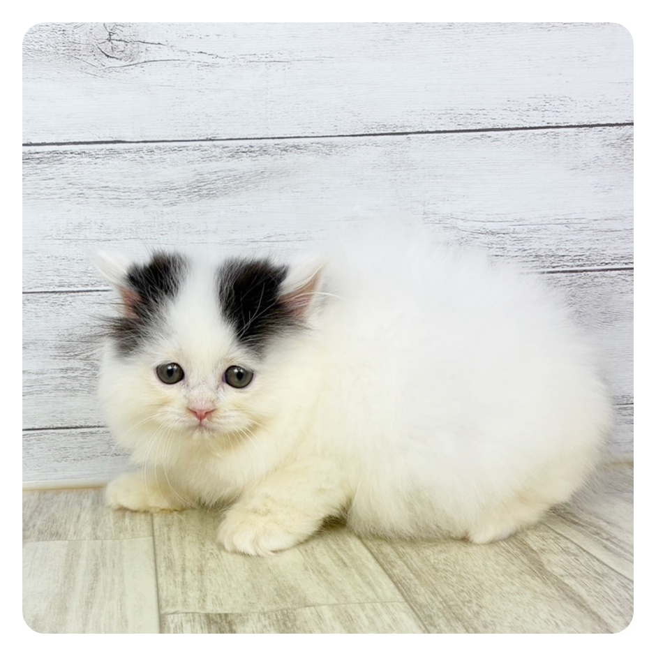 兵庫県のスコティッシュストレート (犬の家＆猫の里カナート西神戸店/2025年9月28日生まれ/女の子/ブラックホワイト)の子猫の3枚目の画像