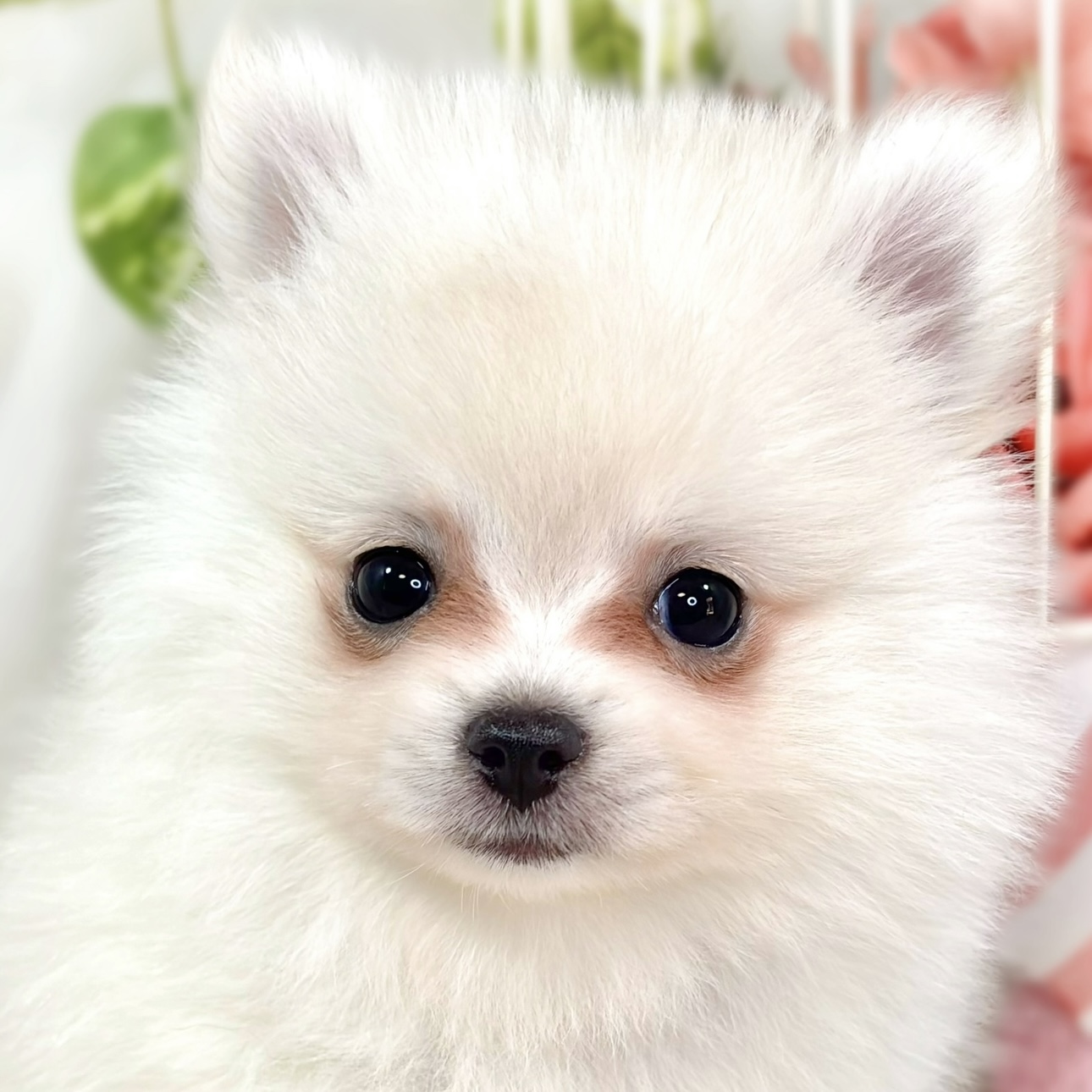 愛知県のポメチワ/チワポメ/ポメチー(ポメラニアン×チワワ) (犬の家＆猫の里MiO香久山店/2025年9月28日生まれ/女の子/クリーム)の子犬