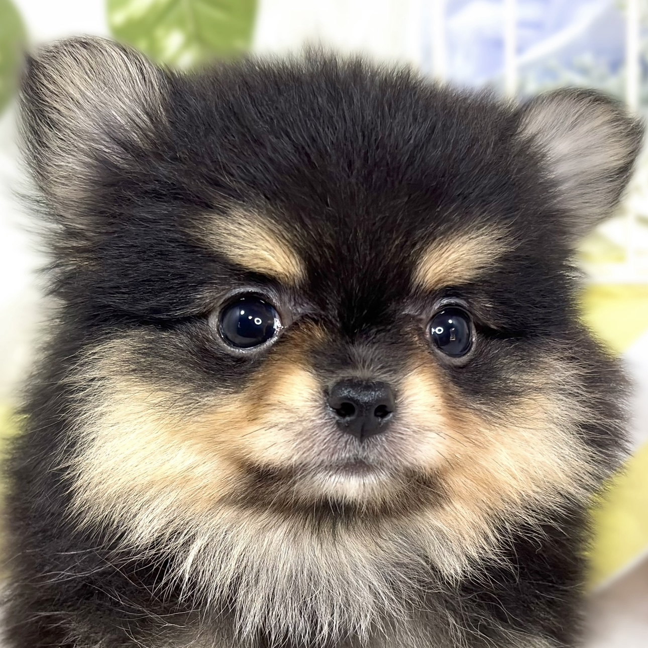 愛知県のポメチワ/チワポメ/ポメチー(ポメラニアン×チワワ) (犬の家＆猫の里エアポートウォーク店/2025年9月28日生まれ/男の子/ブラックタン)の子犬