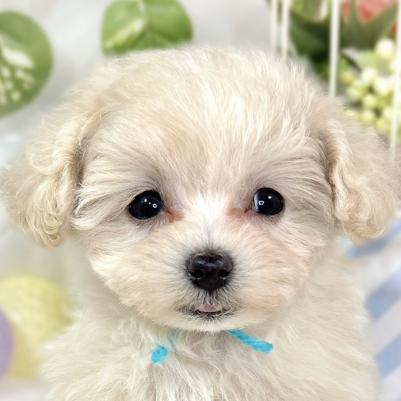 富山県のマルプー(マルチーズ×プードル) (犬の家＆猫の里アミーゴ高岡蓮花寺店/2025年9月28日生まれ/女の子/クリームホワイト)の子犬の1枚目の画像