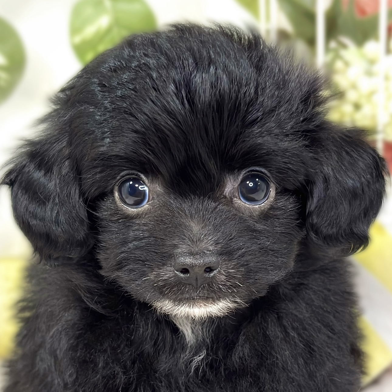 岡山県のチワプー/プーチー(チワワ×プードル) (犬の家＆猫の里倉敷店/2025年9月28日生まれ/女の子/ブラック)の子犬