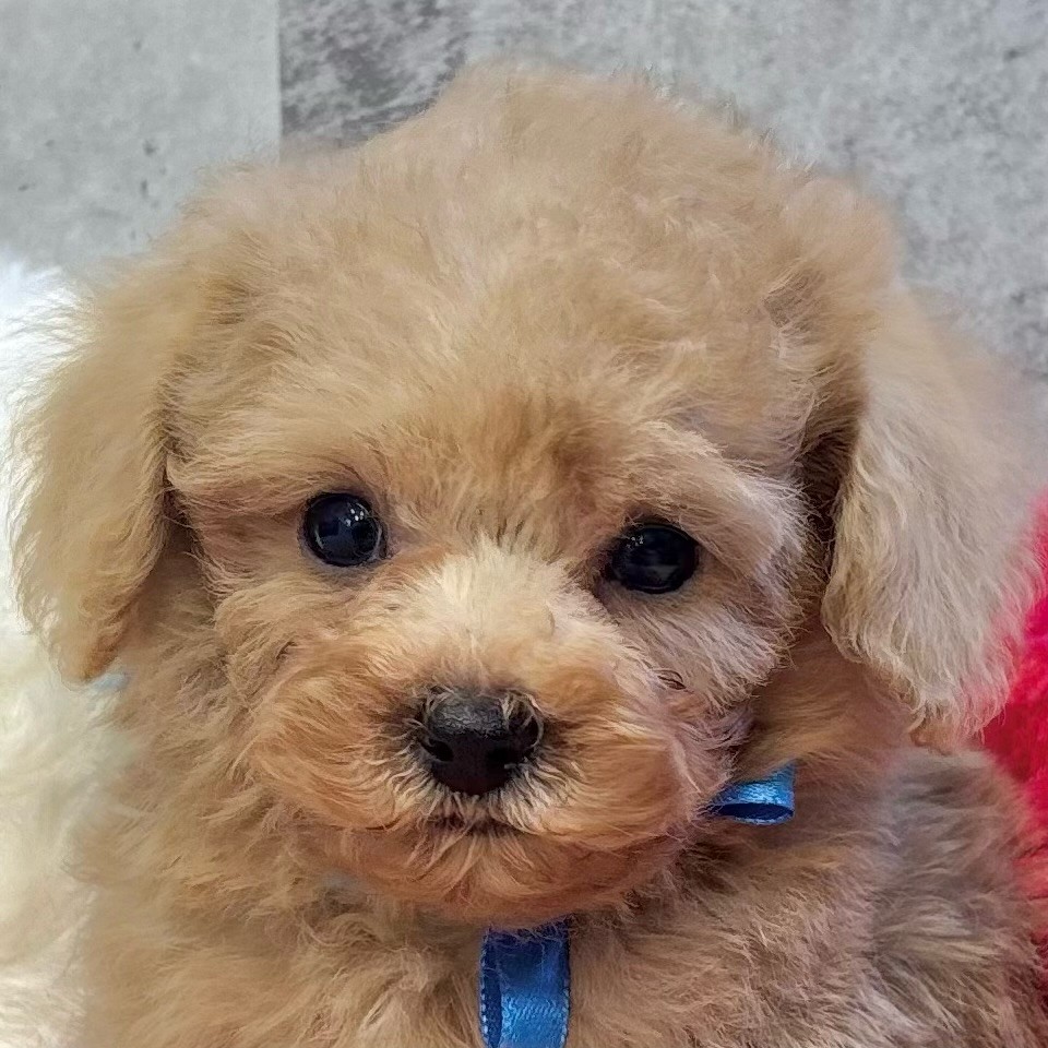 愛知県のトイプードル(トイ) (犬の家＆猫の里愛知刈谷店/2025年9月25日生まれ/男の子/オレンジフォーン)の子犬