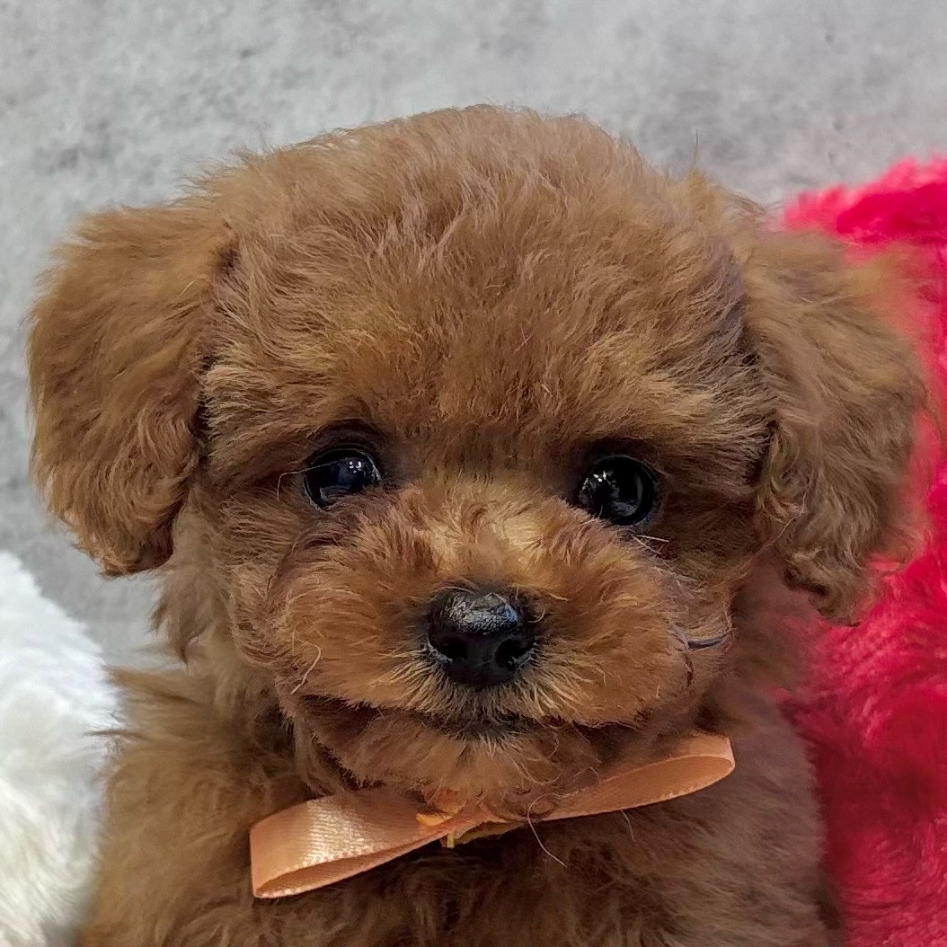 トイプードル男の子の写真