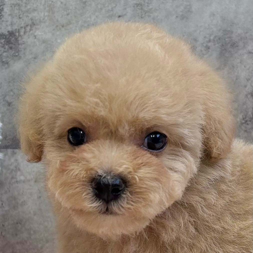 兵庫県のマルプー(マルチーズ×プードル) (犬の家＆猫の里ゆめタウン姫路店/2025年9月27日生まれ/男の子/アプリコット)の子犬