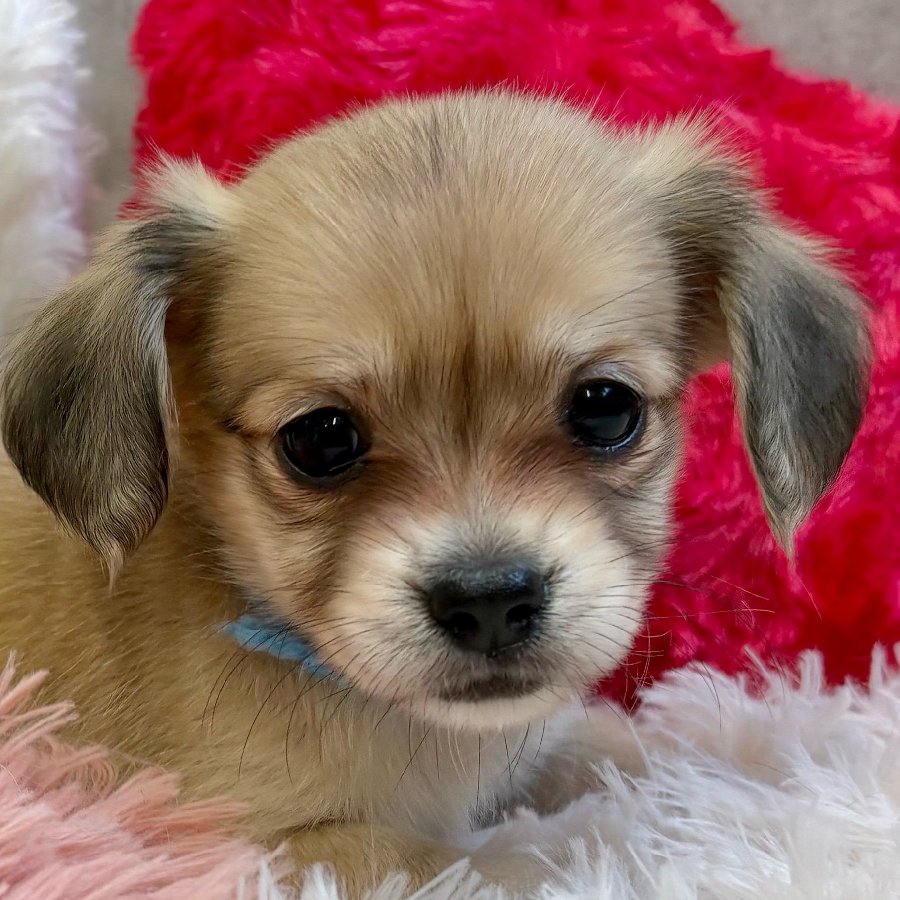 愛知県のチワックス(チワワ×ダックス) (犬の家＆猫の里春日井本店/2025年9月28日生まれ/女の子/フォーン)の子犬