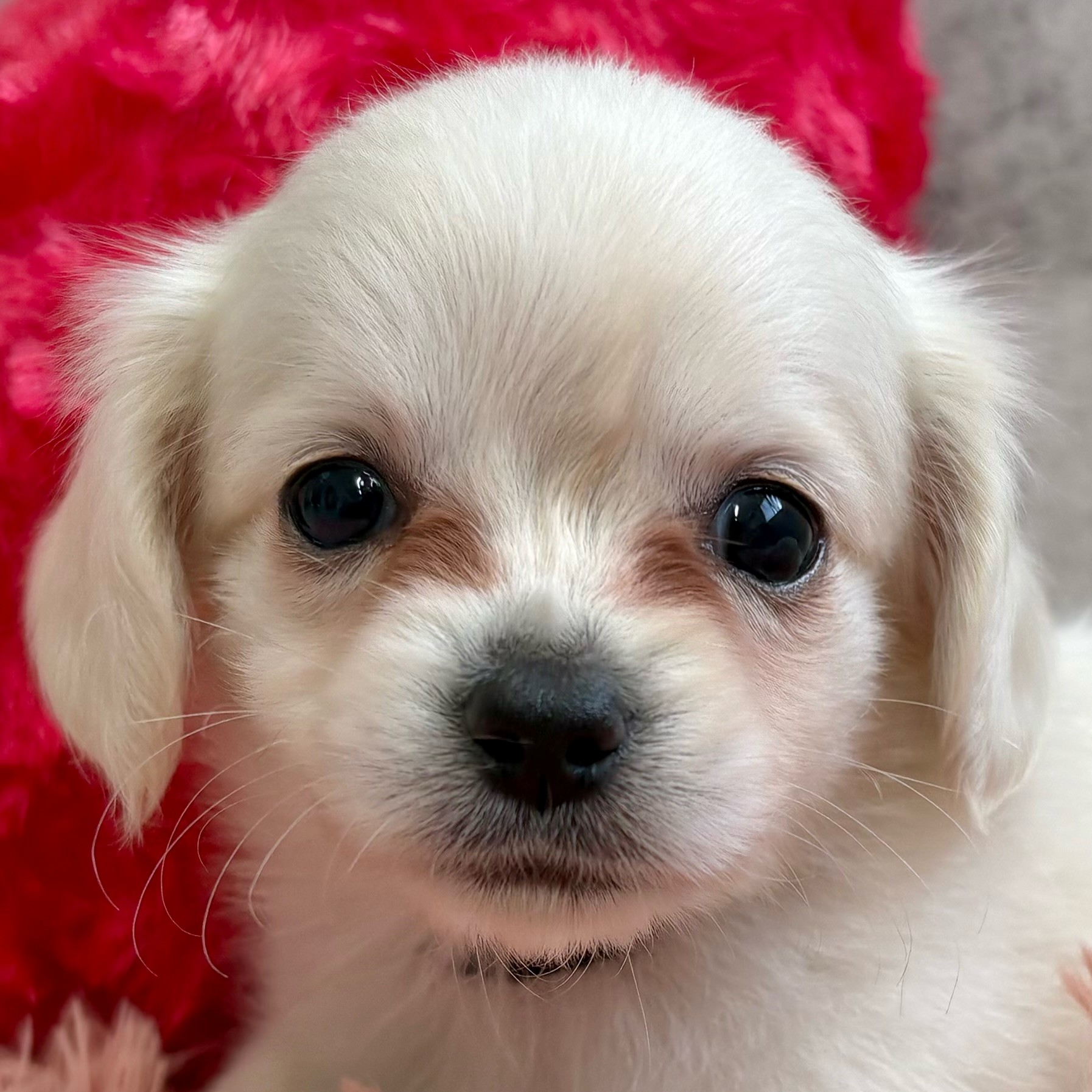 富山県のチワックス(チワワ×ダックス) (犬の家＆猫の里アミーゴ山室店/2025年9月28日生まれ/男の子/クリーム)の子犬