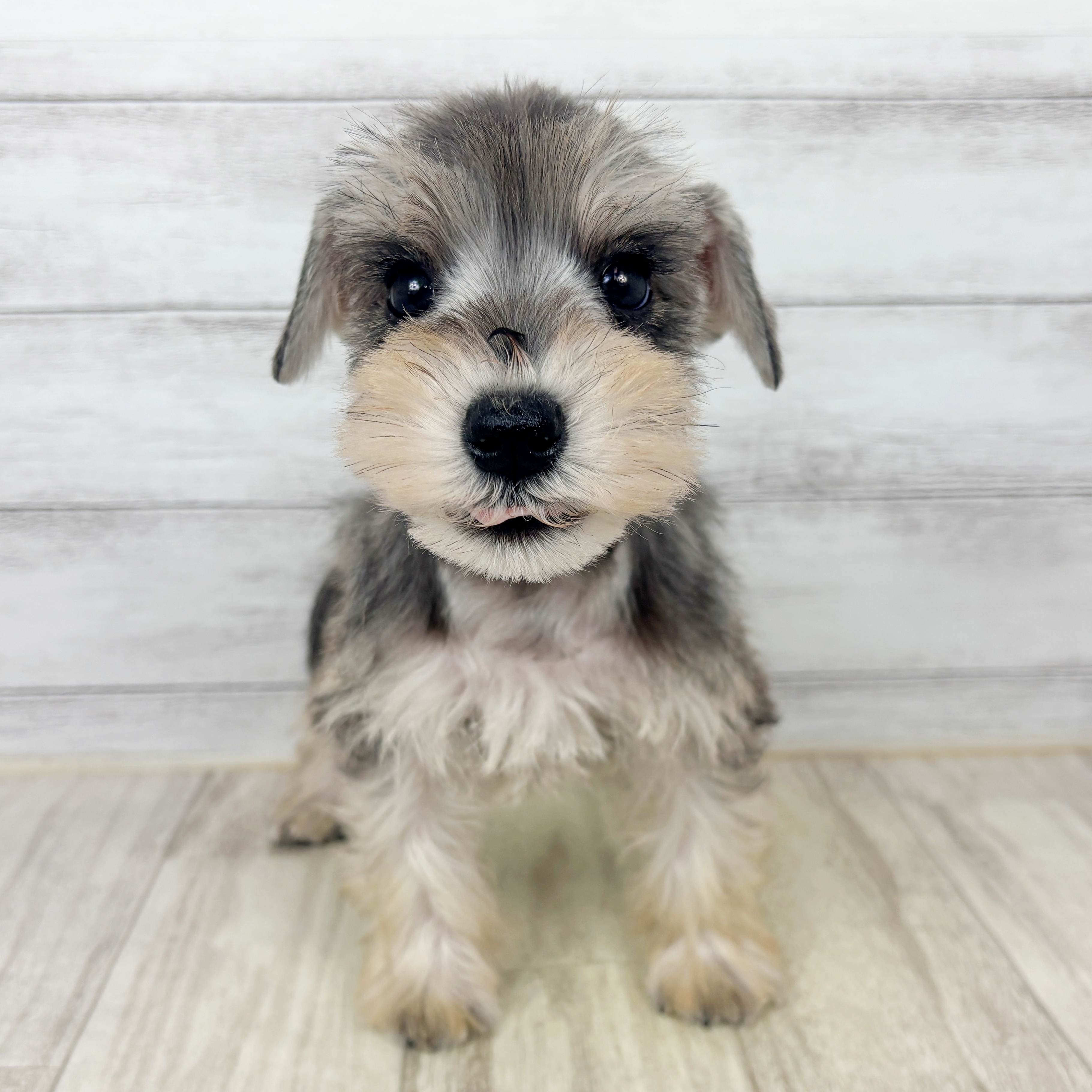 岡山県のミニチュアシュナウザー (犬の家＆猫の里倉敷店/2025年9月26日生まれ/男の子/ソルトペッパー)の子犬