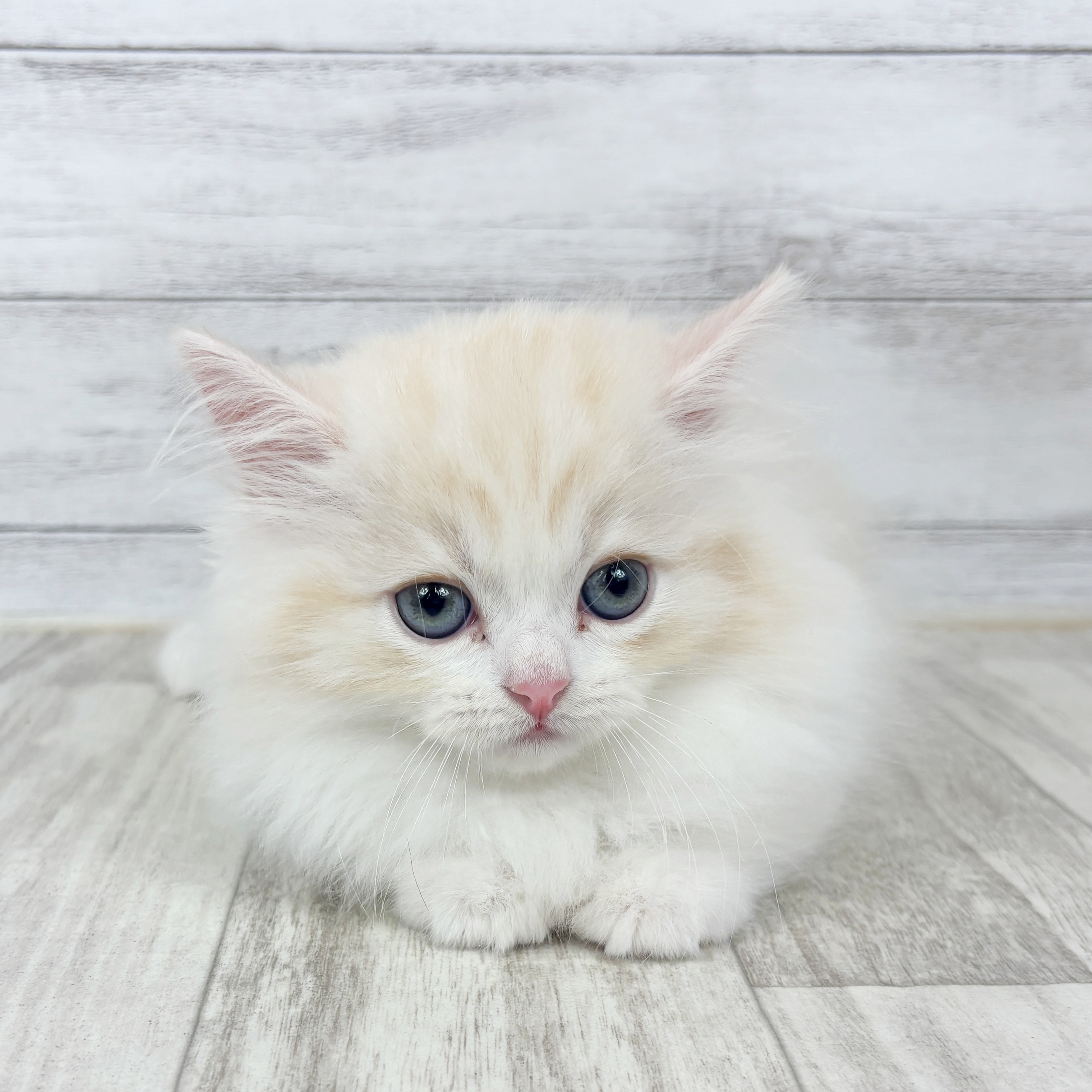 福岡県のミヌエット (犬の家＆猫の里シュロアモール筑紫野店/2025年9月21日生まれ/男の子/クリームタビーホワイト)の子猫