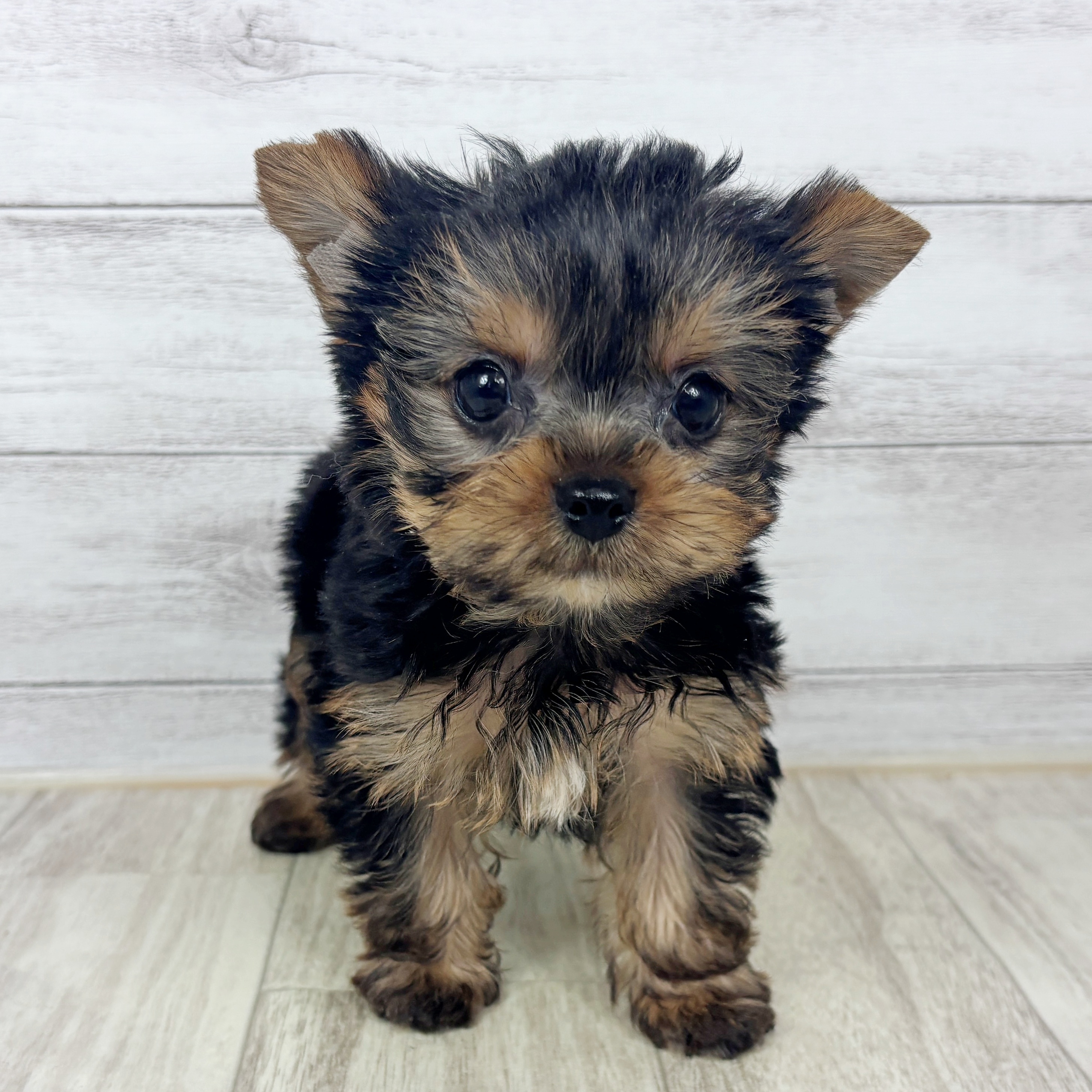 福岡県のヨークシャーテリア (犬の家＆猫の里シュロアモール筑紫野店/2025年9月27日生まれ/男の子/スチールブルータン)の子犬