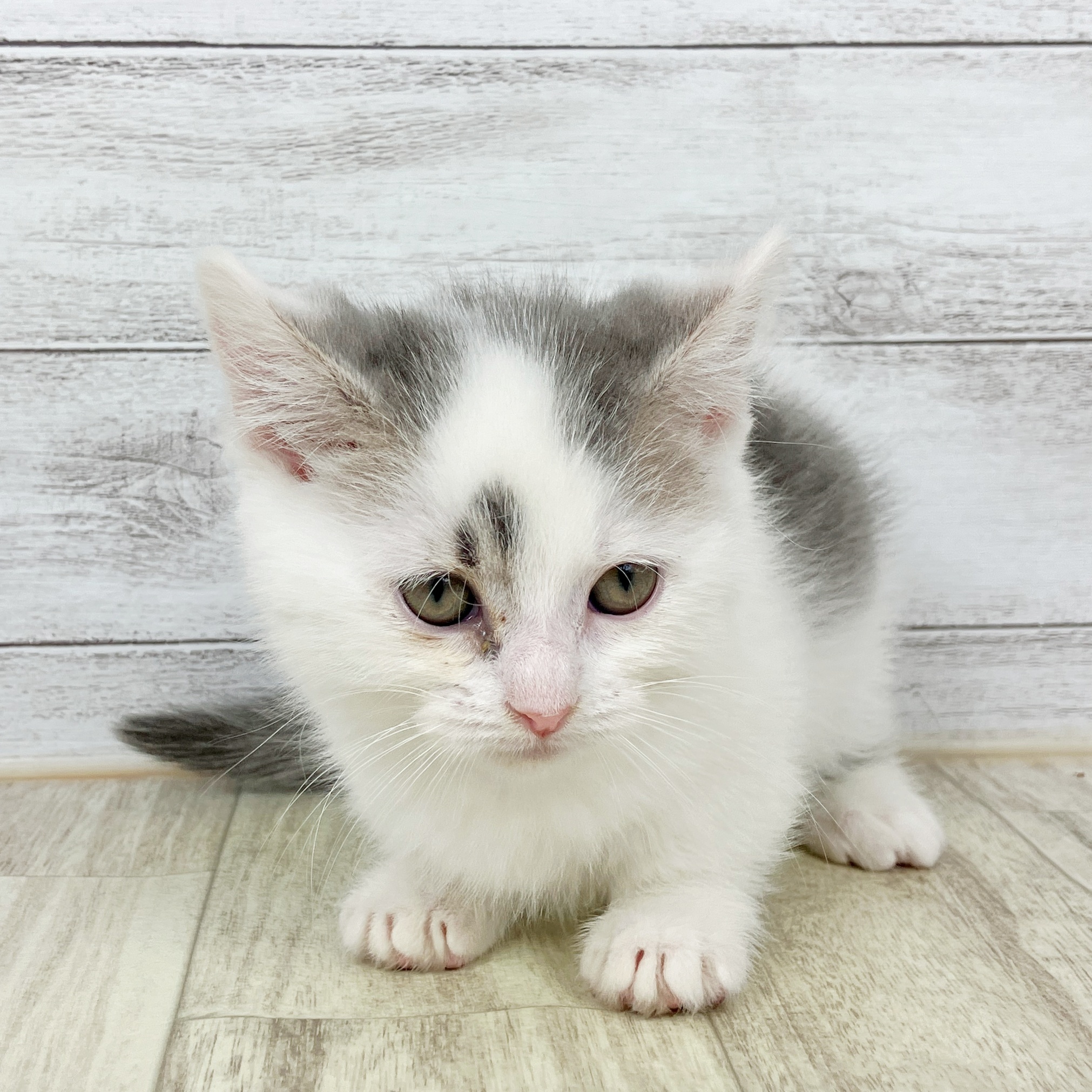 兵庫県のマンチカン (犬の家＆猫の里ゆめタウン姫路店/2025年9月24日生まれ/女の子/ブルータビーホワイト)の子猫