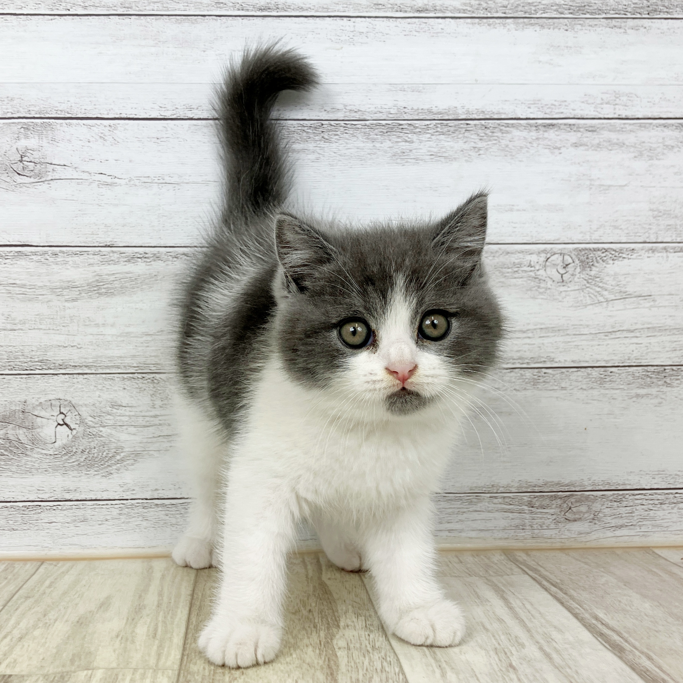 大阪府のブリティッシュショートヘアー (犬の家＆猫の里吹田店/2025年9月28日生まれ/男の子/ブルーホワイト)の子猫