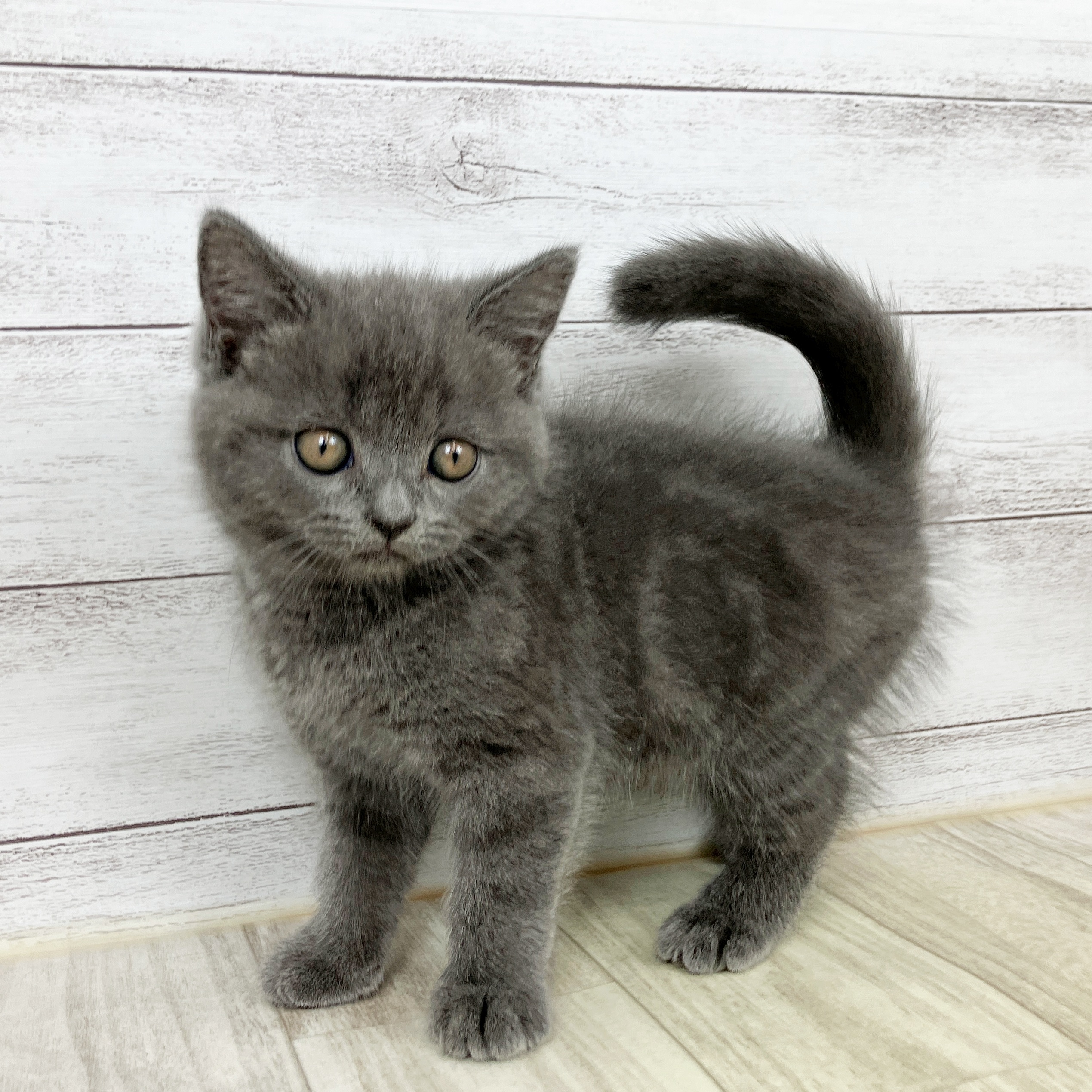 岡山県のブリティッシュショートヘアー (犬の家＆猫の里倉敷店/2025年9月28日生まれ/男の子/ブルー)の子猫