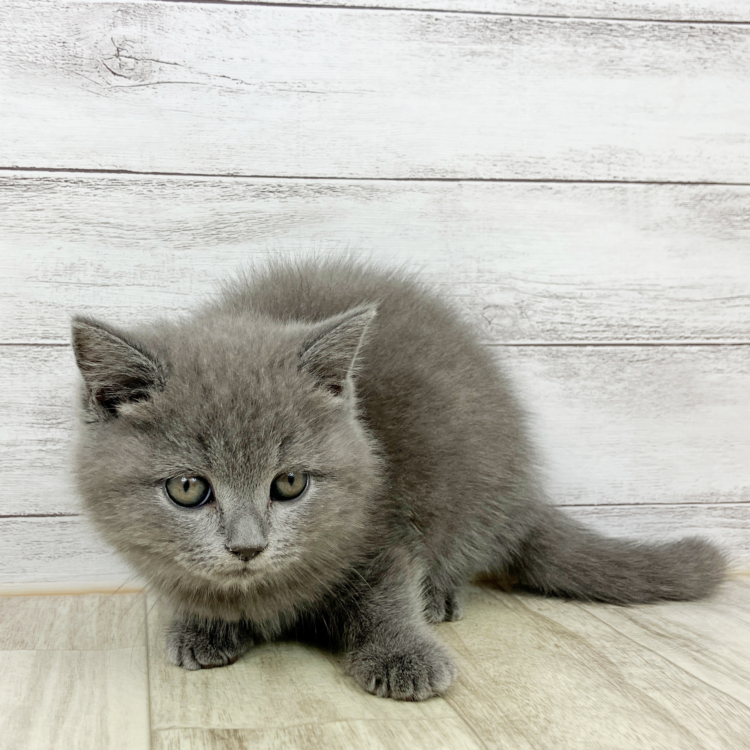 大阪府のブリティッシュショートヘアー (犬の家＆猫の里そよら東岸和田店/2025年9月28日生まれ/女の子/ブルー)の子猫の2枚目の画像